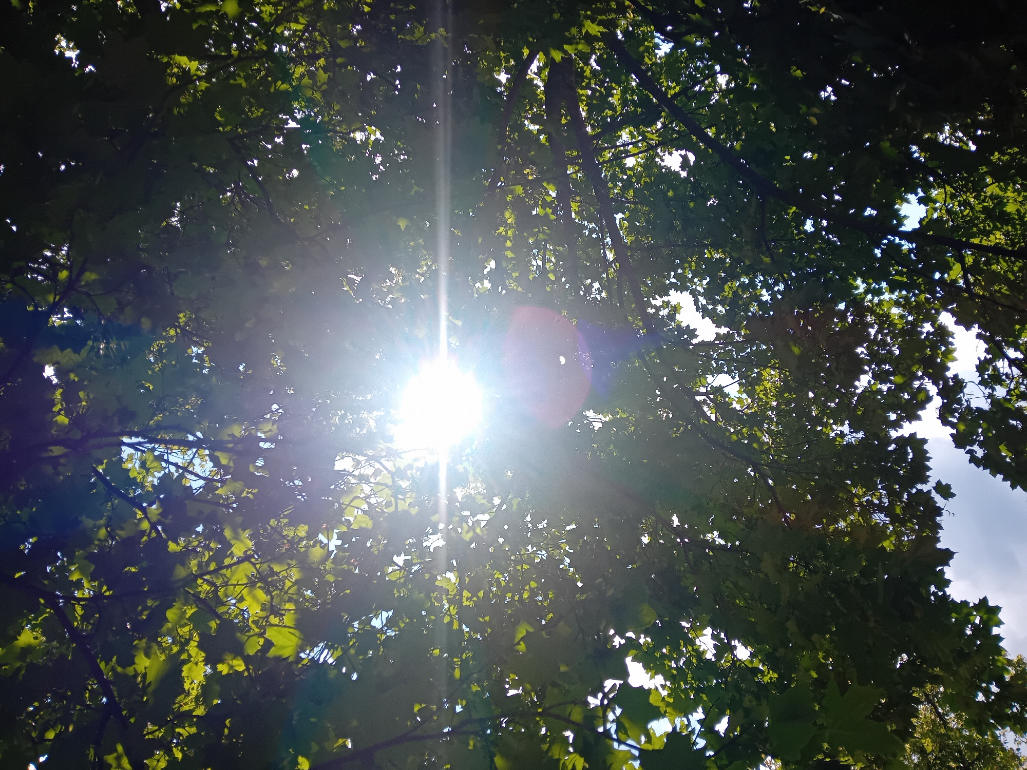 The image shows a view looking up through the canopy of a tree. The sun is shining brightly, creating a lens flare and causing some of the leaves to appear backlit. The leaves are green and dense, obscuring much of the sky. Some branches are visible. The overall impression is one of dappled sunlight filtering through foliage. There are no people or identifiable objects within the scene. The location is unknown.