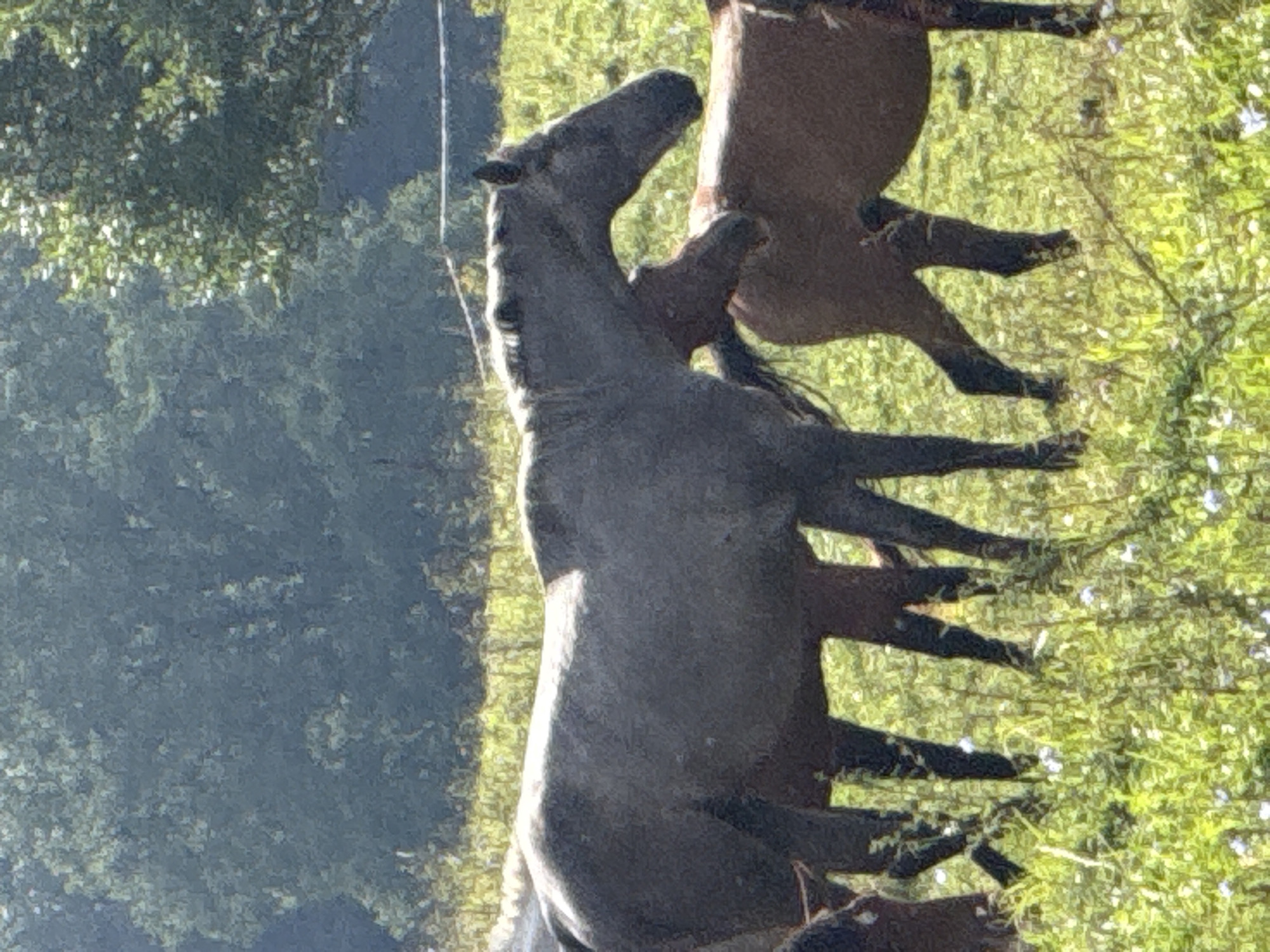 The image depicts a group of horses in a grassy field under a sunny sky. In the foreground, a gray horse stands prominently, facing left. Behind it, a brown horse is partially visible, and further to the right, another brown horse is seen from the side. The field is covered with green grass and scattered white wildflowers. A line of trees forms the background. The scene is set in Putiniškės, Lithuania, an outdoor location characterized by natural vegetation.