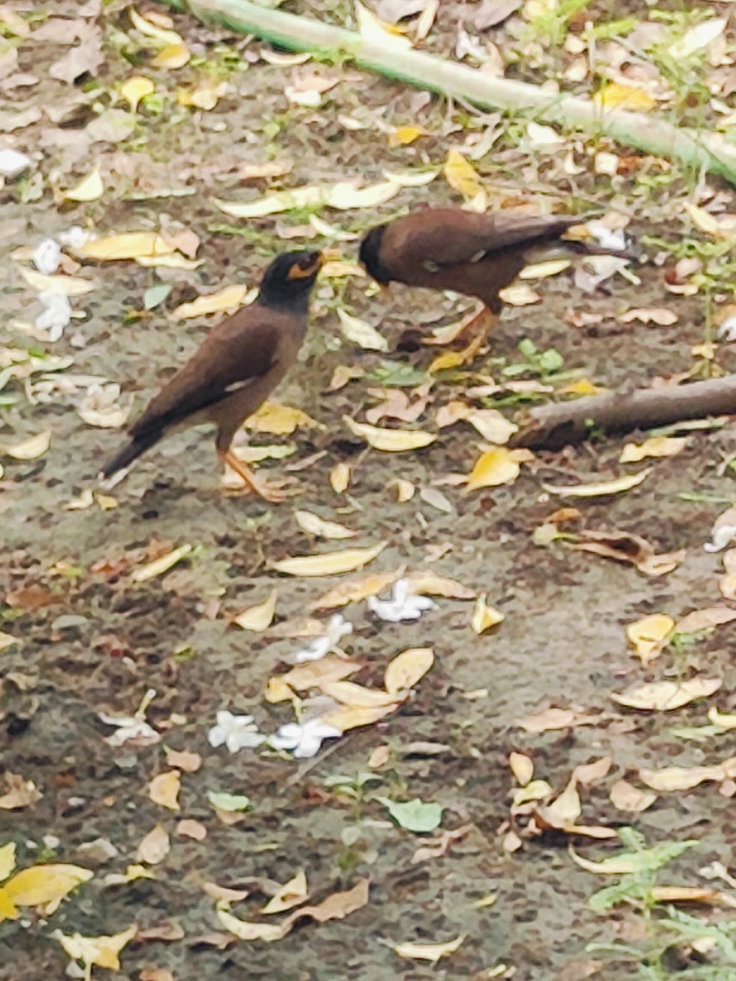 Two myna birds are foraging on a patch of dirt covered in fallen leaves and some white flowers. The bird in the foreground is facing left with its head down, appearing to peck at the ground. The second bird, further back and to the right, is facing away from the viewer, with its head lowered towards the ground. The ground is uneven and appears to be a natural outdoor setting, possibly in a park or garden within Gurgaon, India, given the foliage and the presence of common myna birds.
