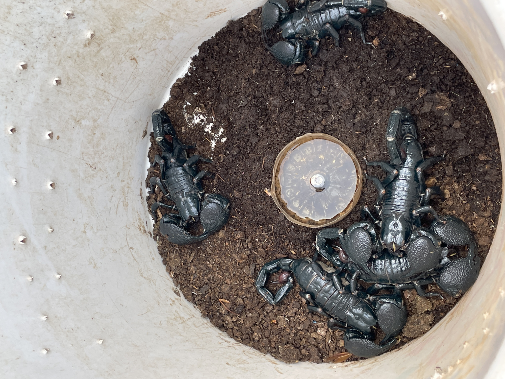 A top-down shot depicts a collection of black scorpions in a white plastic container filled with dark soil. There are at least four scorpions visible, positioned around a small, clear dish containing water. The container's sides are perforated with small holes. No people are visible. The location, Jos, Nigeria, is not discernible within the visual information provided.