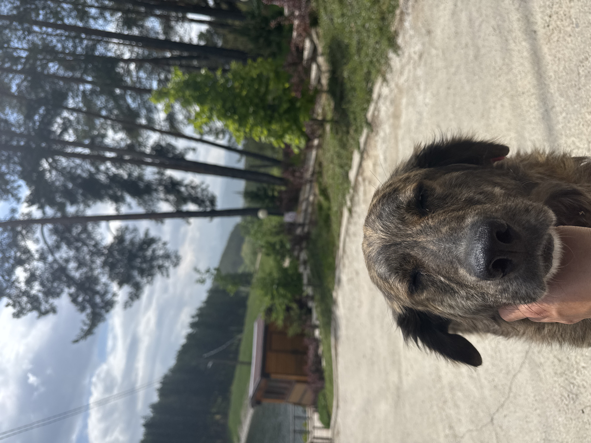 A close-up shot of a brindle-colored dog being petted outdoors, likely in Alino, Bulgaria based on the surrounding environment. The dog is the central subject, with its head tilted towards the right and its eyes closed or partially closed. A human hand is visible petting the dog under its chin. The background features a paved path, greenery, including trees and possibly a garden, a building with a brown roof and walls, a lake, and hills in the distance under a cloudy sky. The trees are partially obstructing the view of the sky.