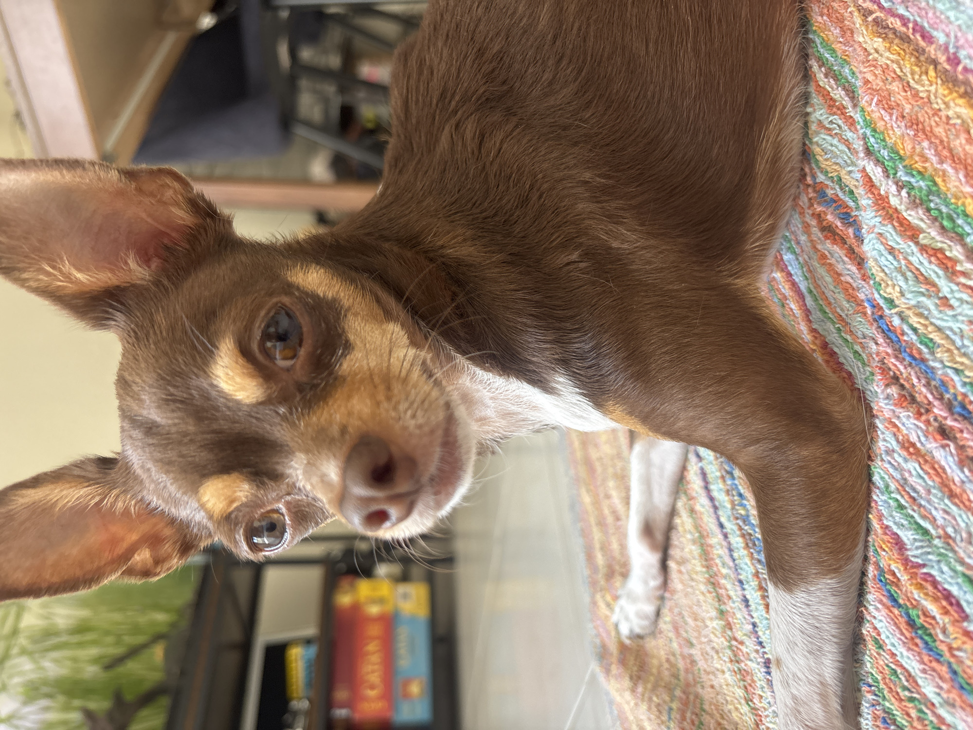 A brown and tan Chihuahua lies on a colorful striped rug. The dog is positioned with its head tilted and facing the camera. The dog's coat is primarily brown, with tan markings on its face and white on its chest and paws. The rug has a variety of colors including orange, green, blue, and yellow. The background contains a shelf with books and other items. The location and city of Puebla, Mexico are not discernible from the image.