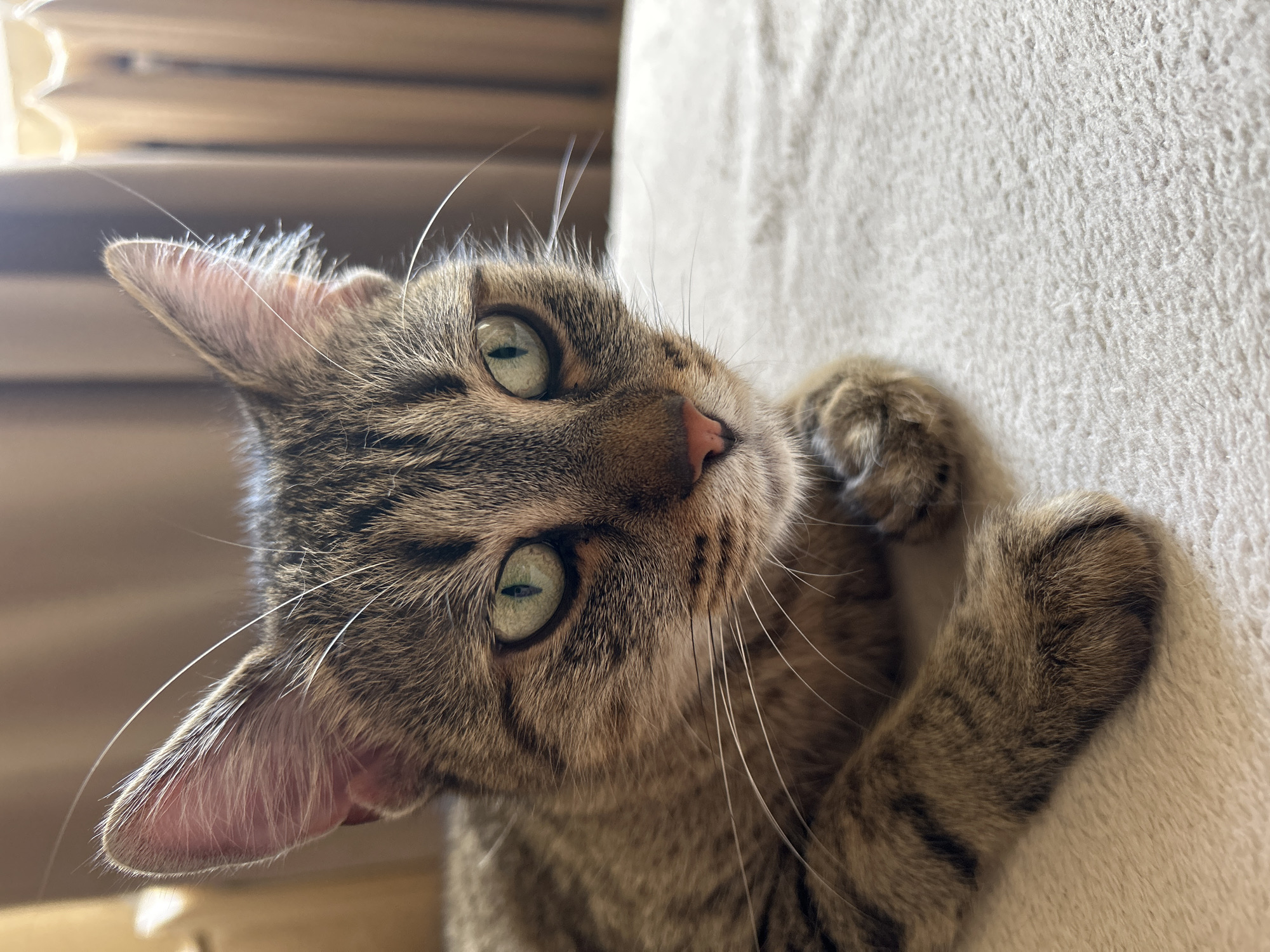 A close-up, eye-level shot features a domestic tabby cat with striking green eyes, a pink nose, and prominent white whiskers. The cat's fur displays a pattern of browns, grays, and black stripes. Its head is tilted slightly to the side, and it looks directly at the viewer with a calm and curious expression. The cat's ears are visible, particularly the left one, which has soft, light-colored fur on its inner surface. Its front paws are tucked in, resting on or against a textured, light-colored fabric surface, which appears to be a blanket or soft furniture.
The image is brightly lit by natural light, suggesting it was taken during the daytime. The background is softly blurred, showing horizontal lines that imply an indoor setting, possibly blinds or wooden structures. The cat appears relaxed and content. There is no visible text in the image. This scene takes place in Sofia, Bulgaria.