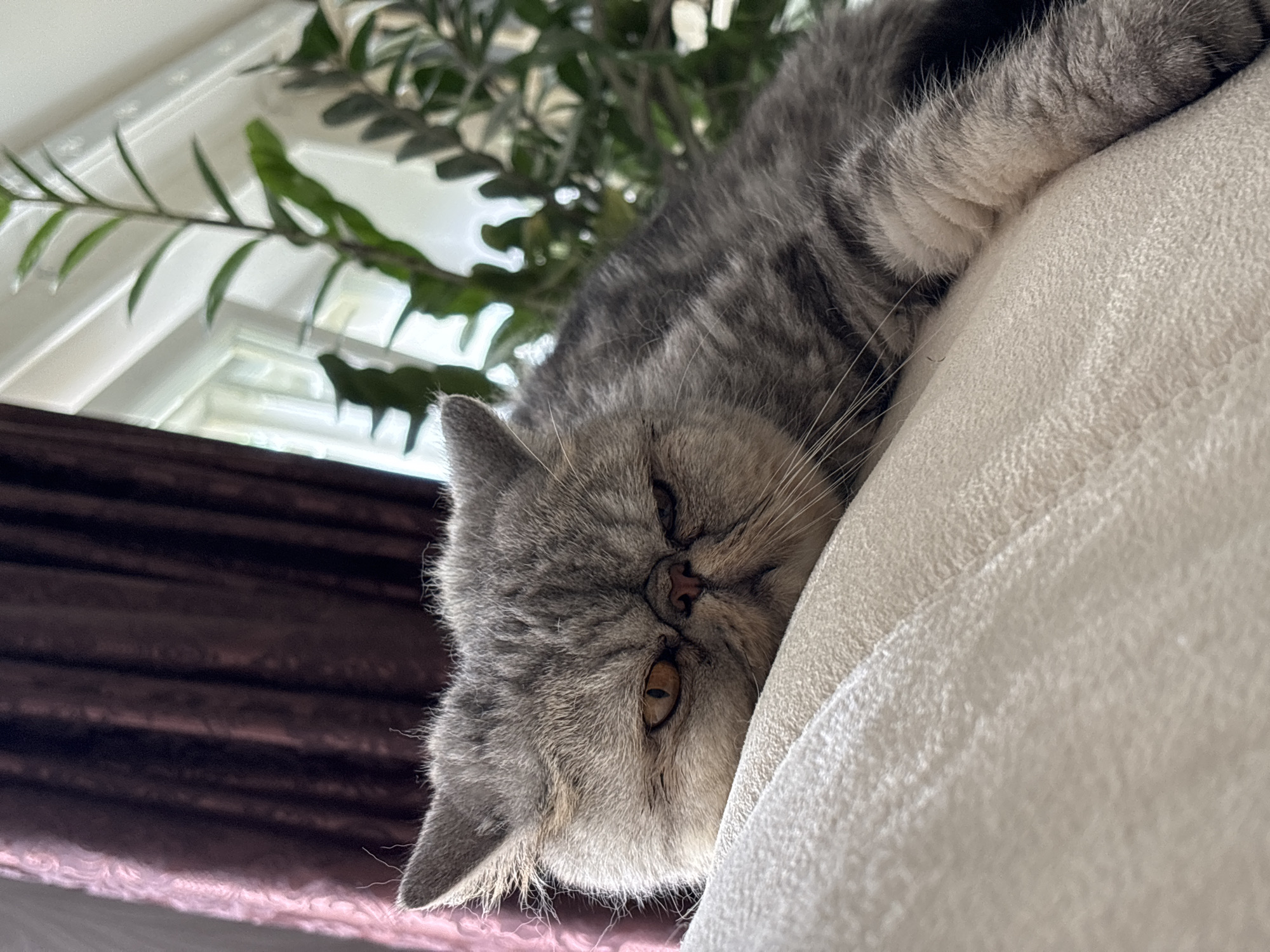 A close-up, low-angle, eye-level shot shows a grey tabby exotic shorthair cat lying on a cream-colored sofa. The cat's head is tilted slightly down, resting on the sofa cushion. Its eyes are partially closed with an amber iris, and it has a flat face with a small nose. The background is blurred and includes a dark purple curtain on the left and green foliage from a houseplant against a bright window on the right. The setting appears to be indoors, likely a living room. There is no indication of the location being Chaikovsky, Russia.