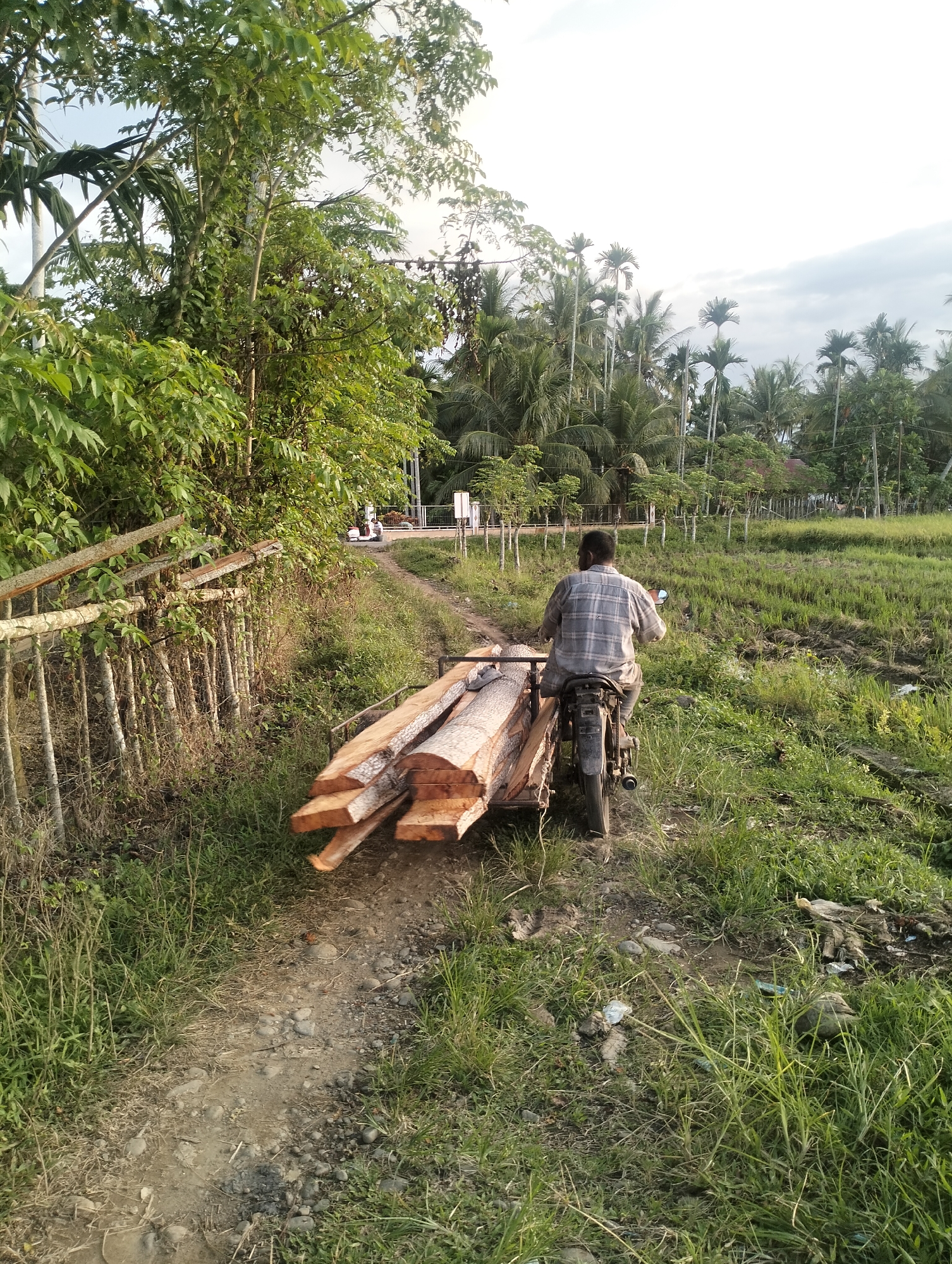 A man drives a motorcycle pulling a cart of lumber down a dirt path. The path is flanked by vegetation on both sides. To the left is a dilapidated fence overgrown with foliage. To the right, a field stretches towards a row of palm trees. The location is identified as Meunasahalue, Indonesia.