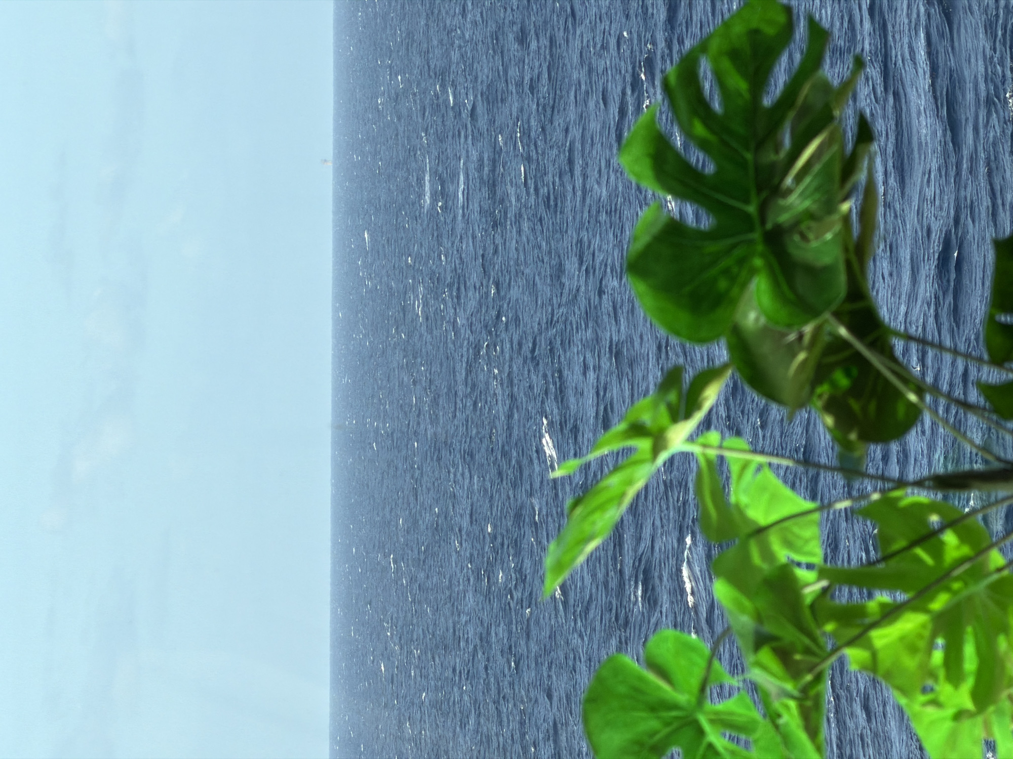 The image shows a view of the ocean from an elevated position, likely a high-rise building. The water is deep blue and choppy, with whitecaps indicating moderate wind. In the foreground, a monstera plant is visible, its green leaves partially obscuring the view of the ocean. The sky is light blue and mostly clear.