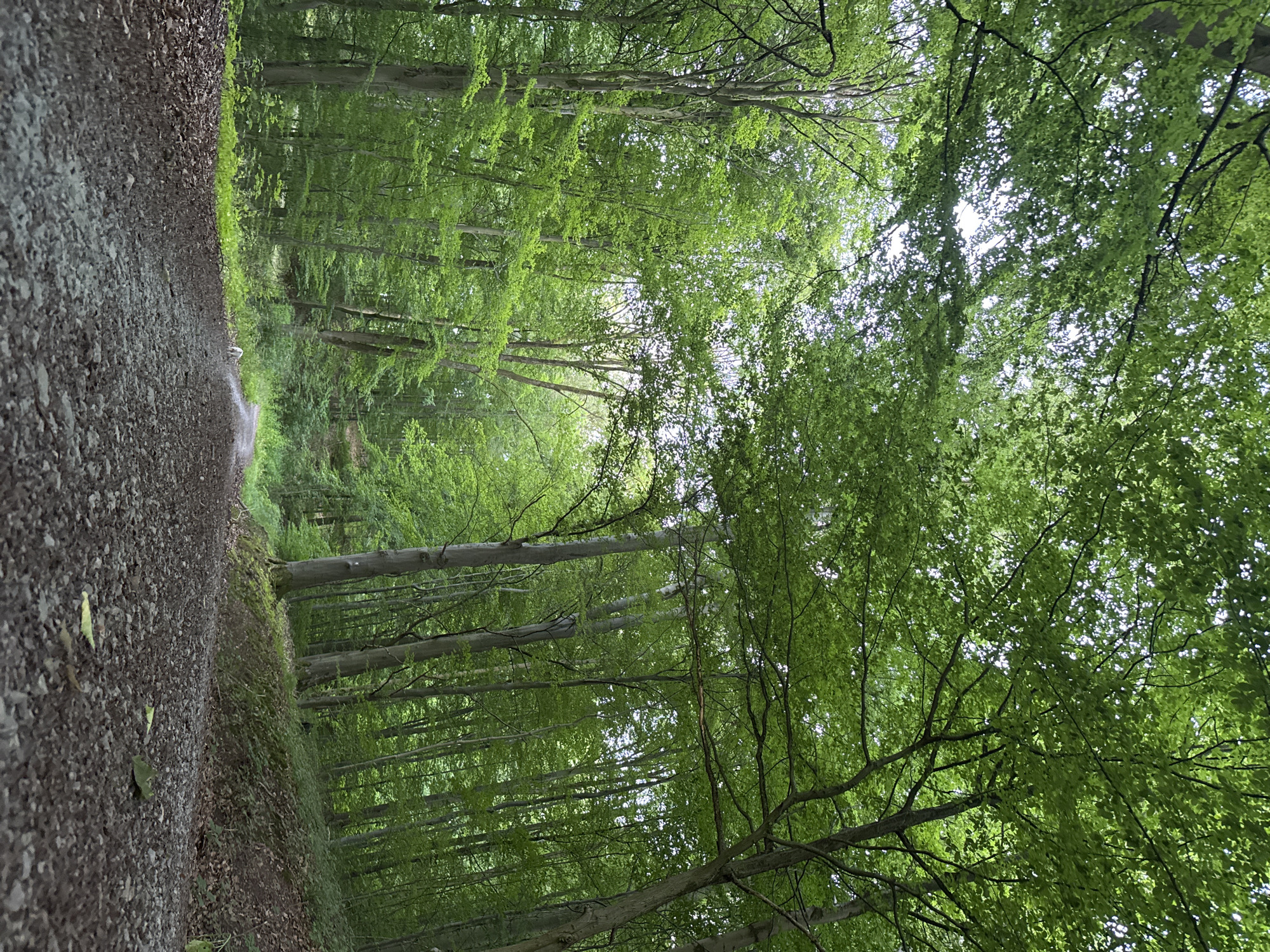 A dirt path winds through a dense deciduous forest with a thick canopy of green leaves. The path is covered in gravel and fallen leaves. The trees are tall and slender with light-colored bark. Sunlight filters through the leaves, creating dappled light on the path. A small white dog is visible on the path in the distance, facing away from the camera. The environment appears to be a natural wooded area, possibly a hiking trail or forest road, consistent with the surrounding landscape of Negenborn, Germany.