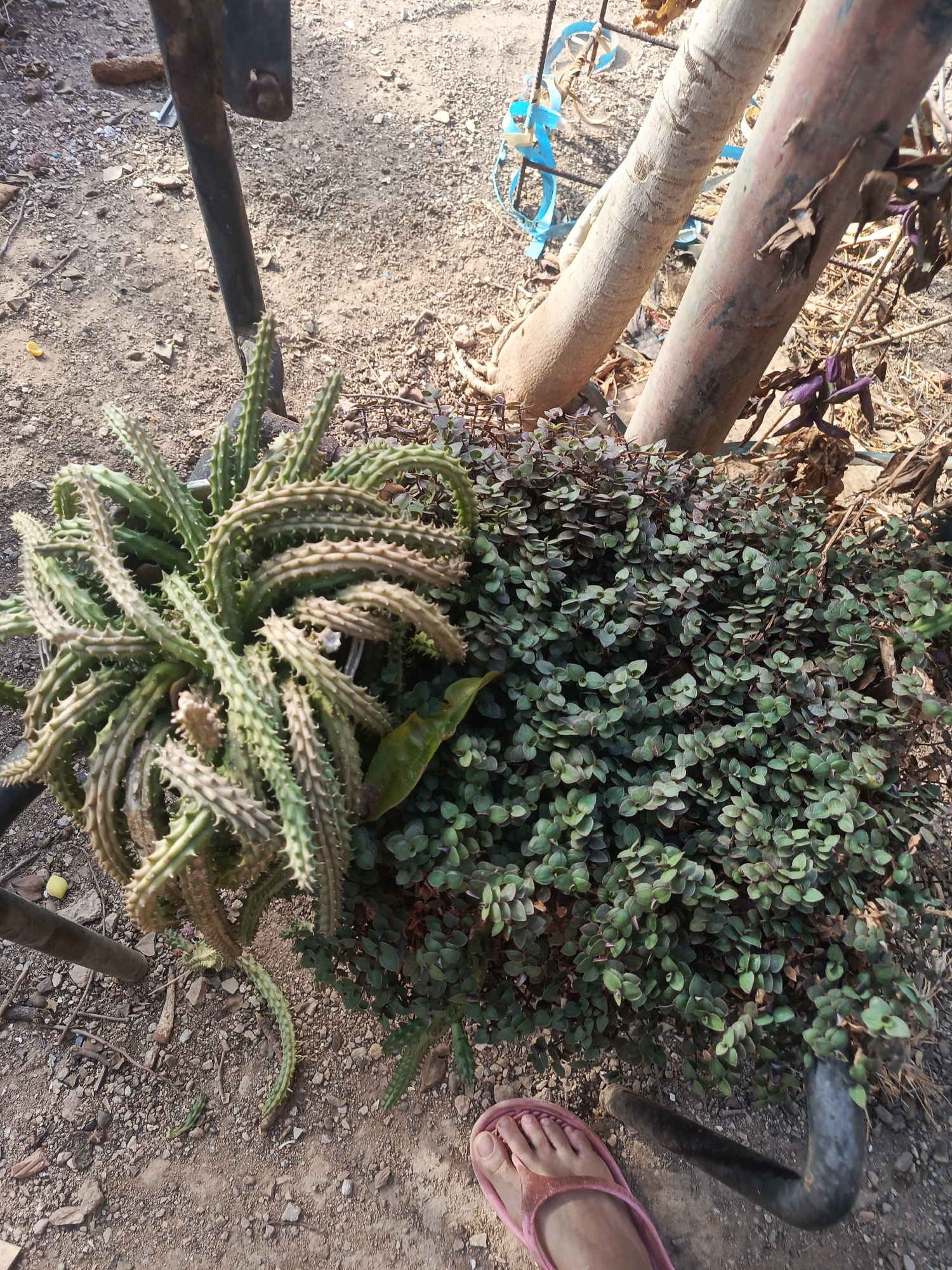 The image depicts a close-up, ground-level view of two potted plants on a dirt surface in what appears to be an outdoor setting. The scene is in Juan Griego, Venezuela.
To the left, a large succulent plant with green, spiky, finger-like stems is visible. The plant appears to be contained within a pot that is partially obscured by the surrounding metal structures.
Adjacent to the succulent, to the right, is another plant with small, rounded, green leaves. The leaves form a dense mat-like covering.
Metal support structures, possibly from a chair or table, frame the plants. Two tree trunks are visible behind the plants, along with some dried leaves and other debris.
The ground consists of packed dirt with scattered pebbles and small pieces of debris. Part of a human foot, wearing a pink sandal, is visible in the lower right corner.