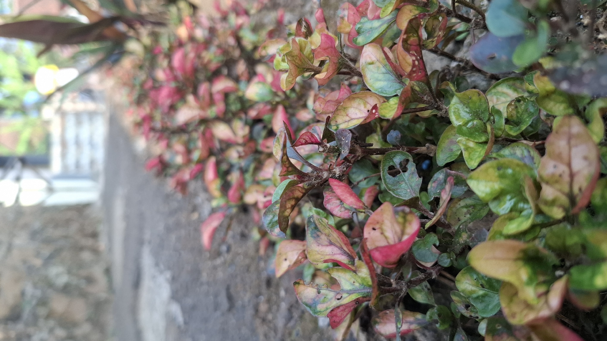 The image depicts a row of small, vibrant plants with multicolored leaves, ranging from deep red to green and yellow, lining a dirt pathway. The pathway appears to be in a residential or semi-rural area. In the blurred background, a building with white accents and a person in a yellow shirt can be seen, suggesting the location is a street or an area adjacent to a dwelling. The lighting indicates it is daytime, possibly late morning or afternoon, with soft sunlight illuminating the scene. The overall impression is that of a neatly maintained garden border alongside a public walkway in a tropical climate, consistent with locations like Cilaku, Indonesia.
