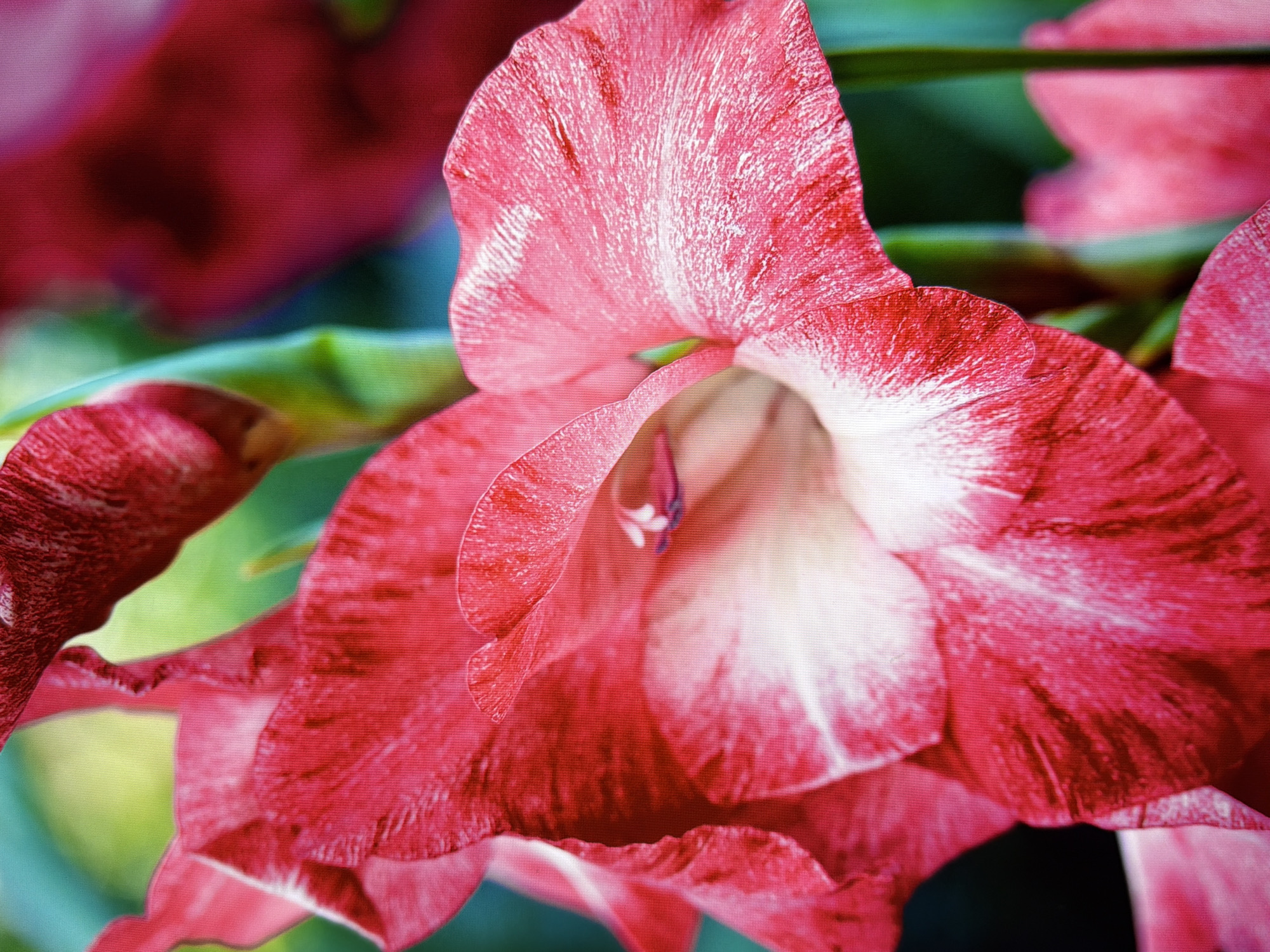 A close-up, macro photograph captures the intricate details of a vibrant red and white gladiolus flower in bloom. The petals exhibit a delicate, streaked pattern with shades of deep red, crimson, and creamy white. The flower's stamen, a light purple, is visible at its center, delicately unfurling. The background is softly blurred, showcasing vibrant green foliage and hints of other pink flowers, suggesting a garden or park setting. The image's shallow depth of field emphasizes the floral subject, drawing the viewer's attention to its textures and colors. The photograph does not depict any specific urban landmarks or features that would indicate its location within Kyiv, Ukraine.