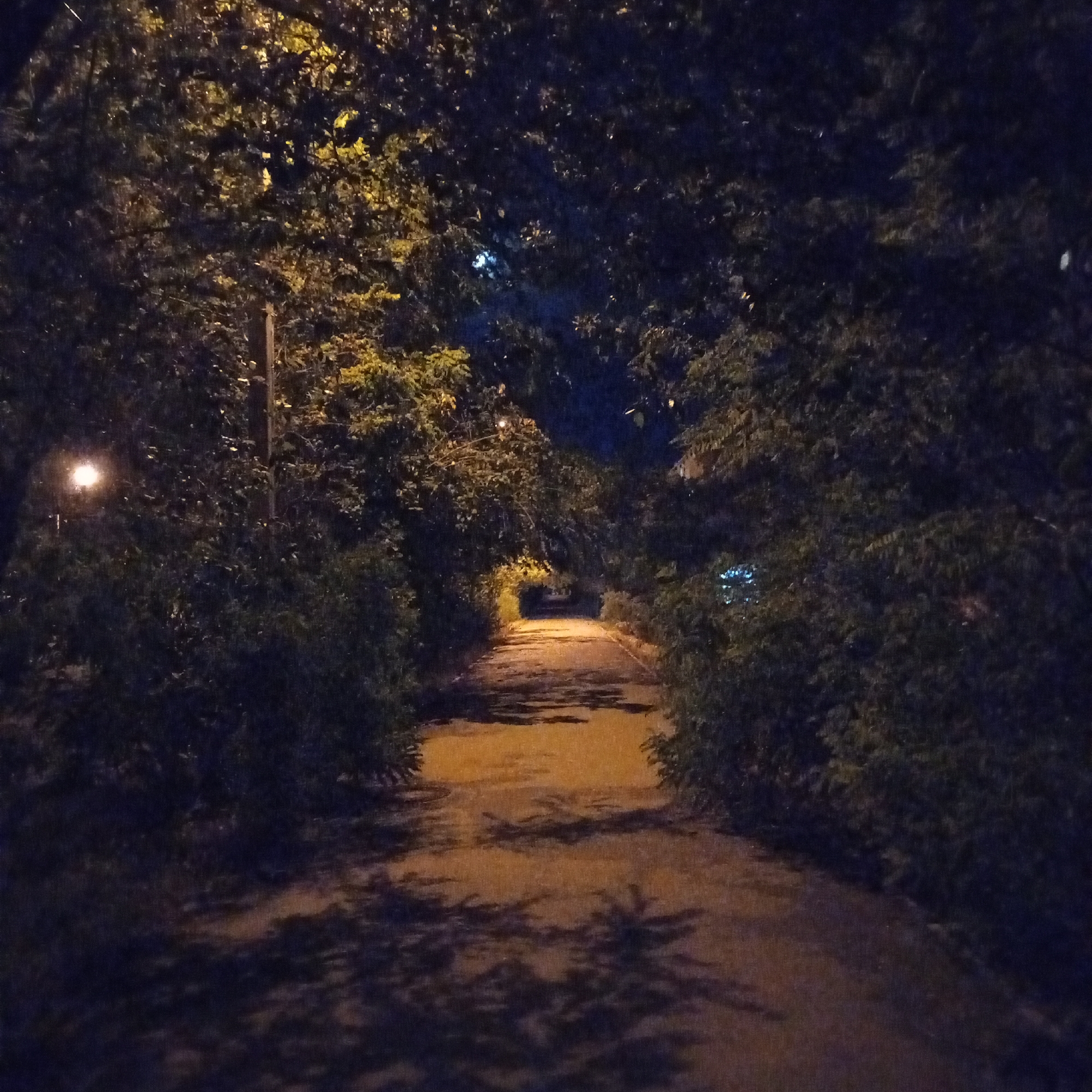 The image depicts a dimly lit paved pathway winding through dense foliage at night. A solitary lamppost illuminates the path from the left, casting a warm glow and creating shadowy patterns from the overhanging trees. The surroundings are dark, with the trees on either side of the path forming a tunnel-like effect. The ground of the pathway appears uneven and wet in places, reflecting the light. The overall atmosphere is serene and somewhat mysterious. Based on the provided context, this scene is located in the city of Astrakhan, Russia.