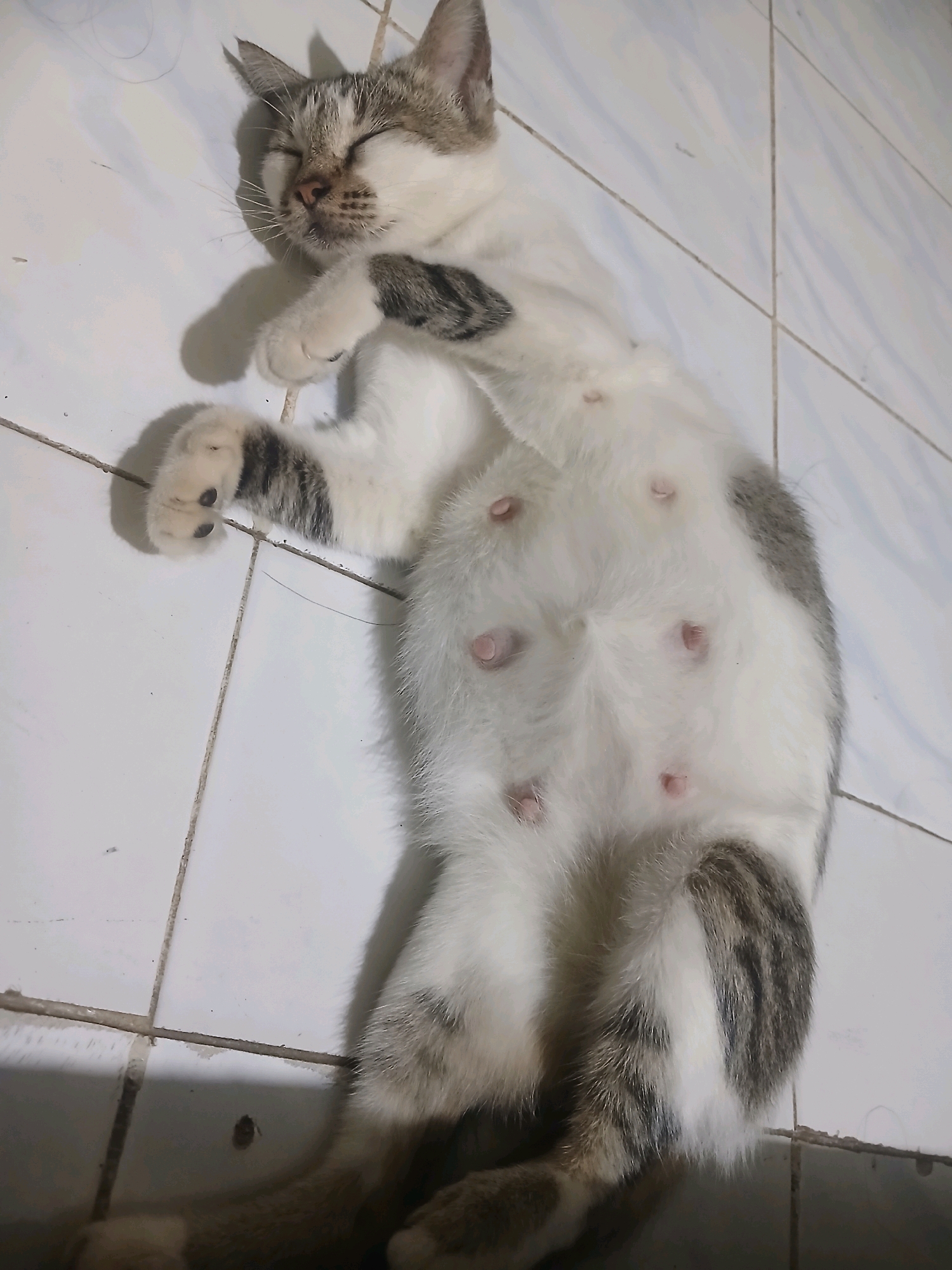 A grey and white cat is lying on its back on a tiled floor. The cat is sleeping and its eyes are closed. Its belly is exposed and shows multiple nipples. The cat has tabby markings on its legs and tail. The floor tiles are white and have a grout line between them. The scene is lit by artificial light, casting shadows on the floor. The environment is consistent with a domestic setting, potentially in a home in Banyuwangi, Indonesia. There are no people visible in the image.
