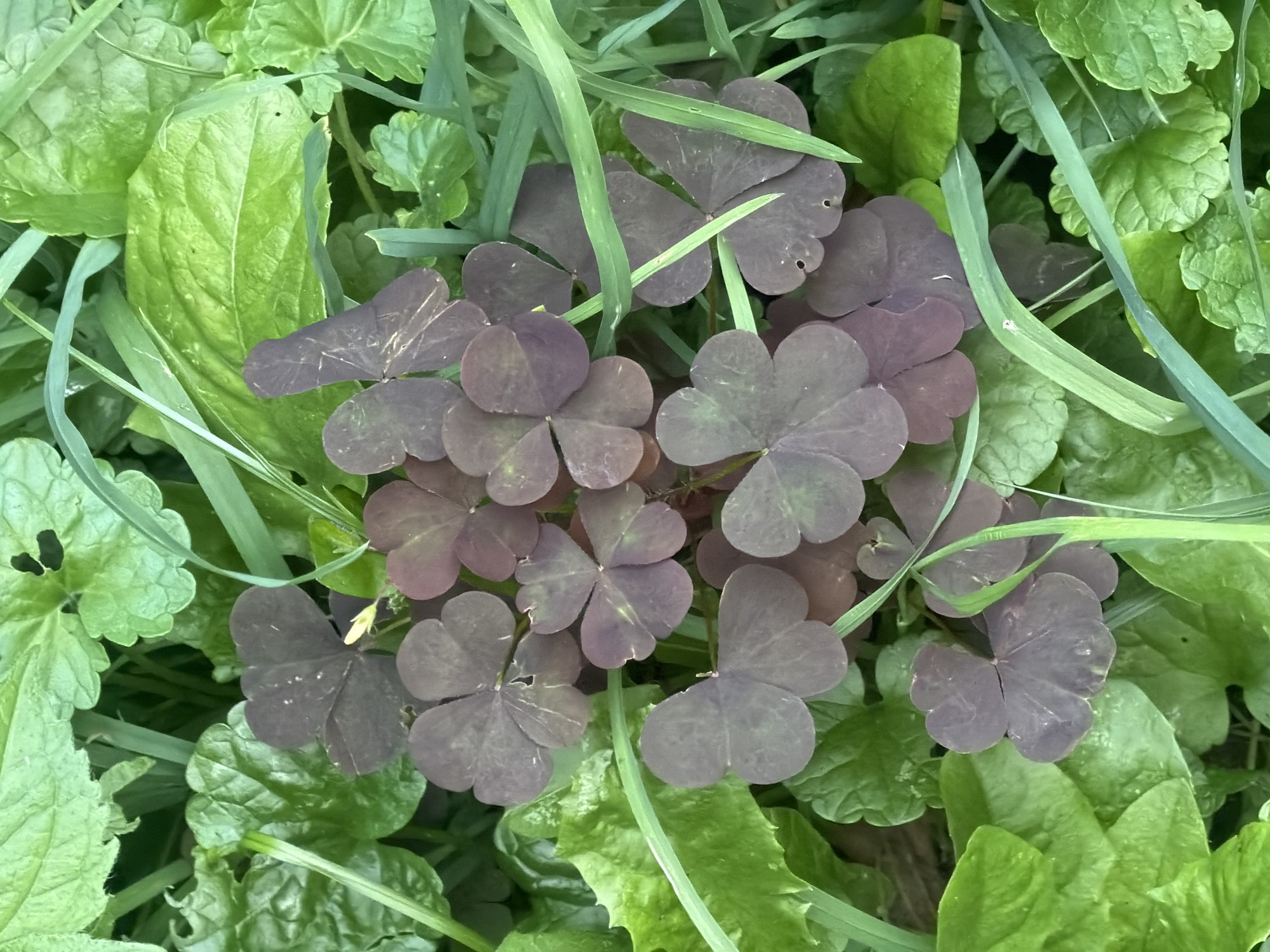 A close-up, top-down view of a patch of dark purple shamrock leaves interspersed with bright green leaves and blades of grass. The scene is located in Kaliningrad, Russia. There are no people or animals visible. The leaves are the primary subjects, with variations in shape and color due to lighting and overlap. The background consists of a dense, green ground cover.