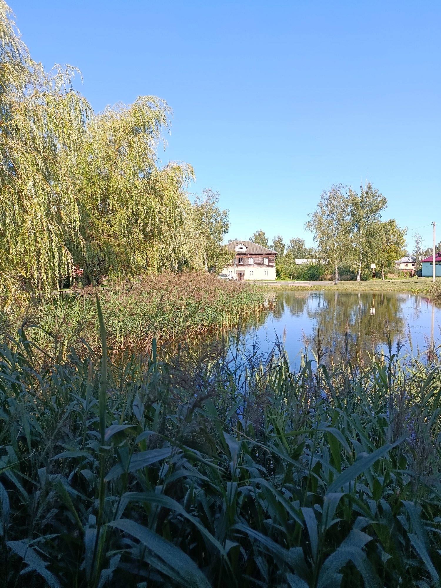 The image captures a serene waterside scene under a clear blue sky. In the foreground, lush green reeds and tall grass border a calm body of water, reflecting the surrounding trees and buildings. Beyond the water, a wooden house with white trim and a grey roof stands amidst green trees. To the left, a large weeping willow tree with long, drooping branches dominates the landscape, its leaves illuminated by the sun. Other deciduous trees, likely birches, are scattered throughout the scene, their white trunks visible. The background reveals a few more houses and power lines, suggesting a semi-rural or village setting. The overall impression is one of tranquility and natural beauty, characteristic of a peaceful summer day in a Russian village. This scene is located in Vareya, Russia.