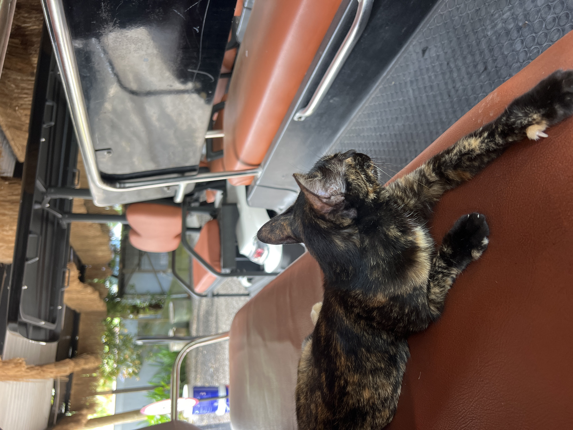 A tortoiseshell cat reclines on the brown vinyl seat of a golf cart, its body stretching towards the right of the frame. The cat's fur exhibits a mosaic of black, brown, and gold patches. In the background, other seats of the golf cart, upholstered in orange vinyl, are visible. The cart's roof is constructed with corrugated metal and adorned with thatched panels. Beyond the golf cart, a blur of green foliage and a grey wall can be seen, suggesting an outdoor setting. The scene appears to be in the vicinity of Ubud District, Indonesia, with elements like the thatched roof and lush greenery common to the area.