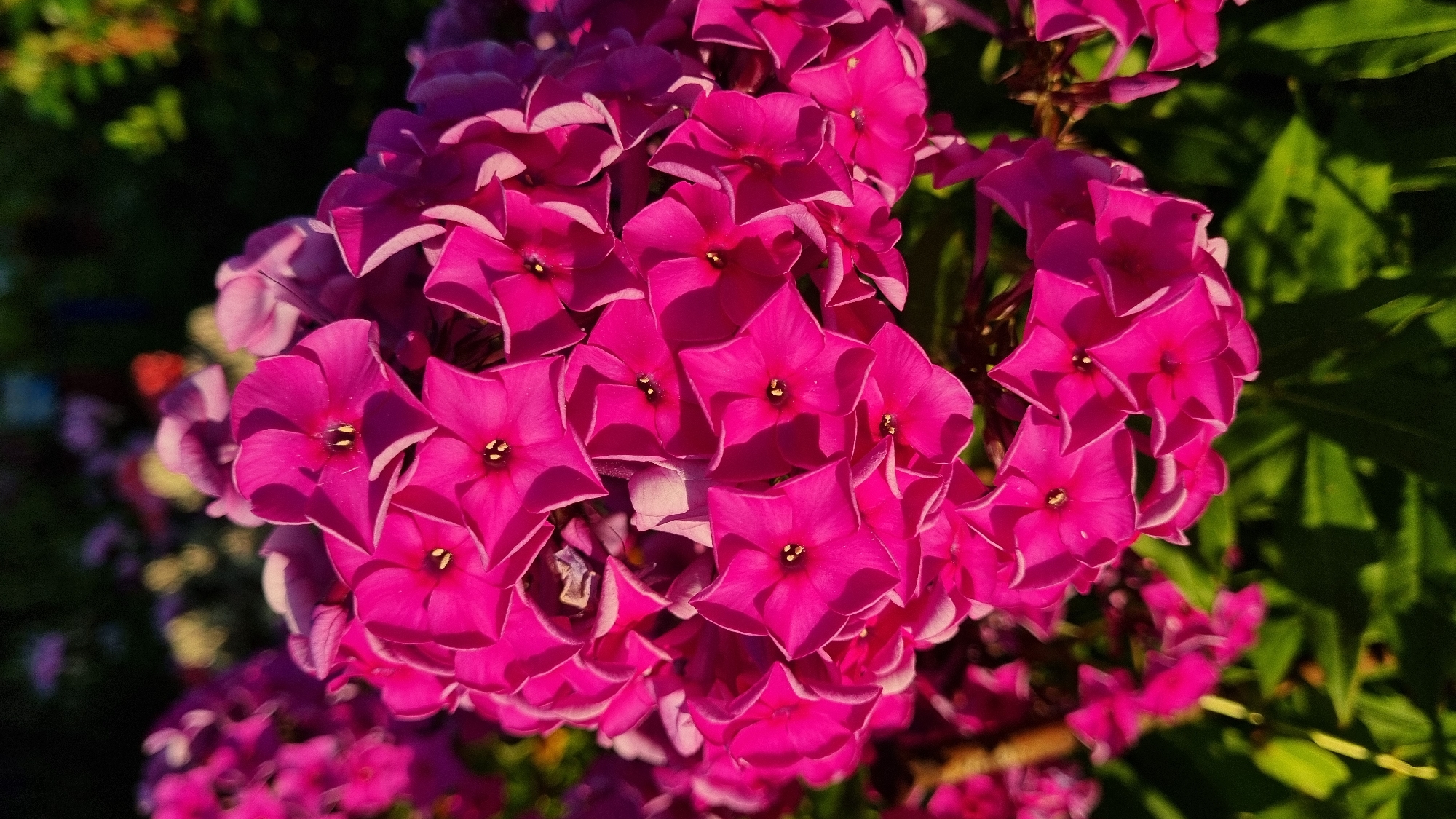 A close-up shot captures a cluster of vibrant pink phlox flowers. The flowers are in full bloom, with their petals fanned out, revealing their dark centers. The background is softly blurred, with hints of other flowers and green foliage, suggesting a garden setting. The sunlight casts shadows on the petals, adding depth and texture to the image. The photo appears to be taken in the city of Vysokoe, Russia, where these flowers are likely cultivated. There are no people or specific actions depicted, focusing solely on the botanical beauty of the flowers.