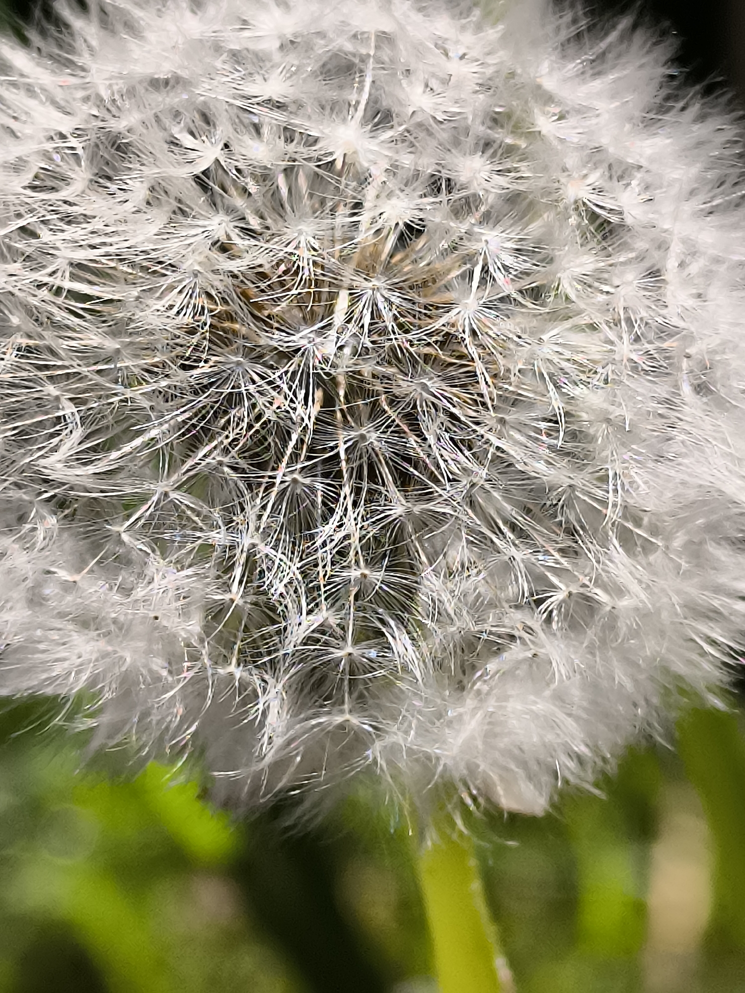 A vertical close-up photograph captures the spherical, white seed head of a dandelion (Taraxacum officinale), attributed to the city of Dercekliai, Lithuania. The delicate structure, composed of numerous radiating feathery pappus bristles, nearly fills the entire frame. The pappus strands are predominantly white with subtle light gray tones, and some exhibit iridescent, rainbow-like reflections. A darker, brownish core is visible in the central area where the seeds are attached. The background is a heavily blurred, out-of-focus field of vibrant green, indicating natural foliage or grass. No people, animals, or man-made objects are present in the scene. The image focuses exclusively on the intricate botanical details of the dandelion's dispersal mechanism in a natural outdoor environment.