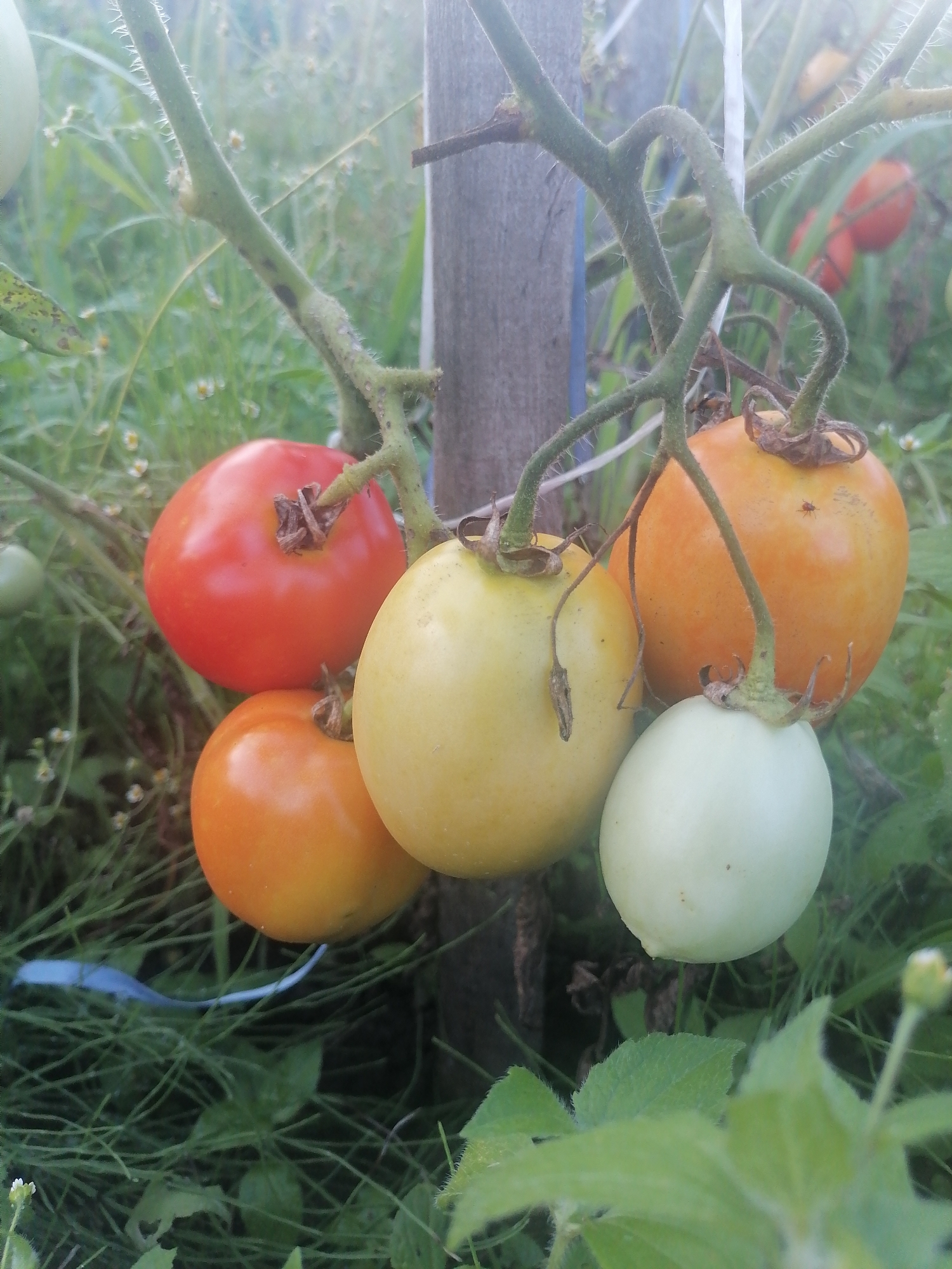 A cluster of tomatoes of varying ripeness hangs from a vine supported by a wooden stake. The tomatoes range in color from green to yellow to orange to red, with some exhibiting slight imperfections. The surrounding environment consists of lush green grass and other foliage, with small white flowers scattered throughout. The scene appears to be outdoors, likely in a garden or agricultural setting. The image is taken in a medium shot, focusing on the tomatoes and the vine. There are no people or animals visible in the frame. The lighting suggests it is daytime, possibly overcast given the soft shadows. The setting appears to be rural, and the presence of a wooden stake and vine suggests a cultivated plant. The specific location in Novopokrovka, Russia, is not visually discernible from the image itself.