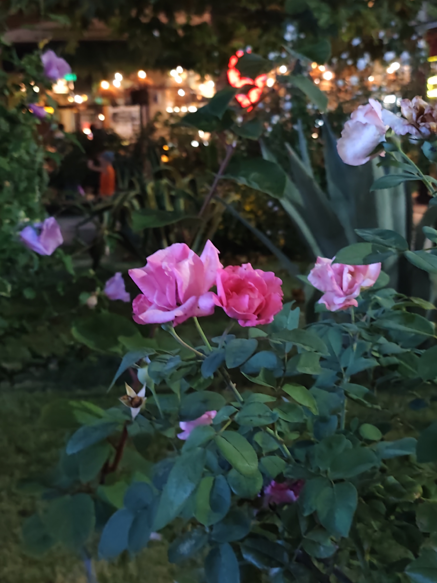 In the foreground, several pink roses are in bloom on a bush. The roses are of varying sizes and stages of bloom, with some appearing fully open and others still in bud. The leaves of the rose bush are a deep green. In the background, out of focus, is a garden setting with string lights creating a warm, festive atmosphere. The lights are yellow and orange, suggesting it is evening or night. There are also hints of greenery and possibly structures in the distance, all obscured by the soft focus. The overall impression is of a peaceful, illuminated garden scene at dusk. While the image depicts a garden with roses and lights, the location in the city of Sochi, Russia is not visually identifiable from the provided image.