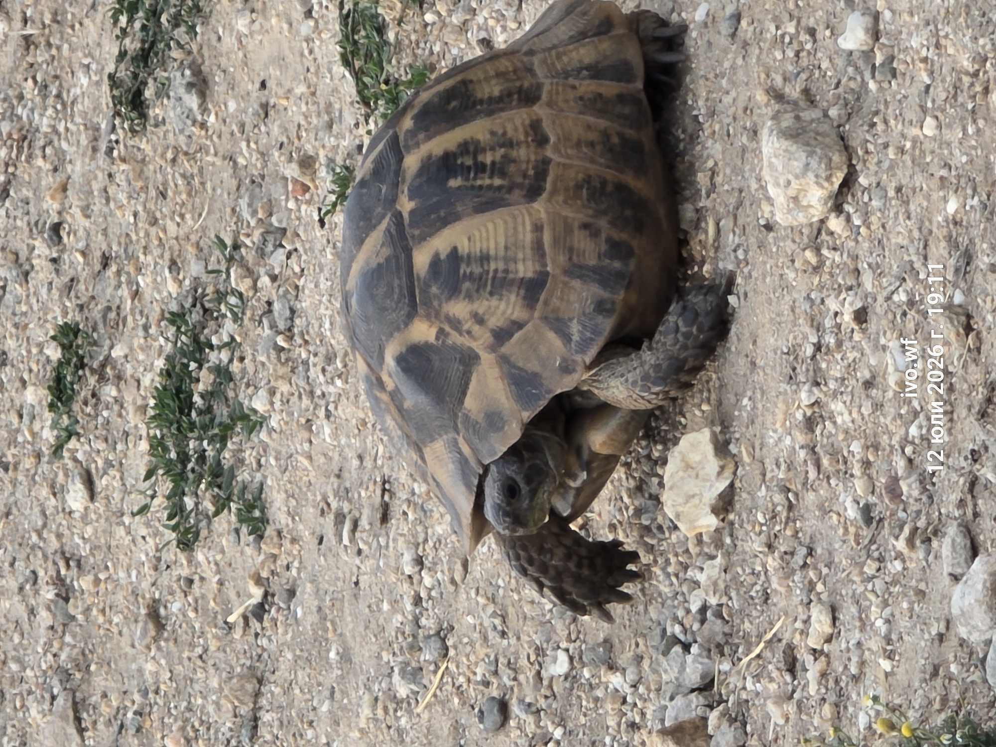 A tortoise is shown from a side-angle perspective, with its head extended from its shell. The tortoise is on a gravelly surface with scattered small rocks and patches of green vegetation. The background is a continuation of the same environment. A watermark in the bottom right corner reads "ivo.wf 12 юли 2026 г. 19:11".