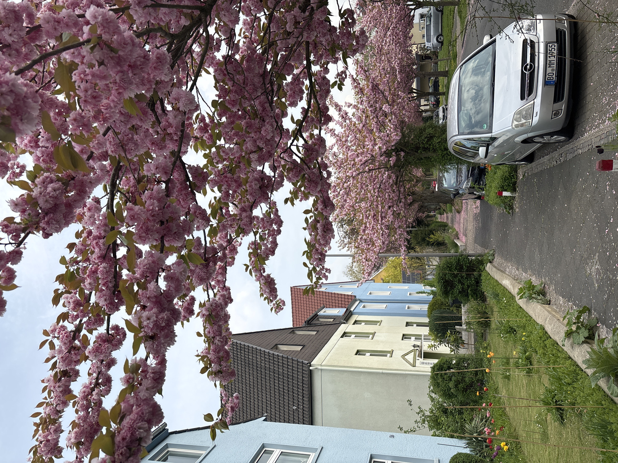 A vibrant springtime scene captures a residential street lined with profusely blooming pink cherry blossom trees. The perspective is from a low angle, looking up into a dense canopy of pink flowers in the foreground, which spill downwards.
The street, partially covered in fallen petals, is visible to the right. A silver Opel Zafira B, with the German license plate "BO MM 1955," is parked on the street, and other vehicles can be seen further down a long tunnel of cherry blossoms. On the left side of the street, behind the trees and across small green front yards with hedges and garden plants, stand several multi-story residential buildings. These houses exhibit varied facades, including light blue and cream/yellow, topped with distinct dark tiled roofs.
The scene takes place during daytime under an overcast sky, providing soft, even lighting. The abundance of cherry blossoms clearly indicates it is spring. The visible text on the car's license plate, "BO MM 1955," confirms a German location, specifically Bochum. The overall atmosphere is peaceful and picturesque, highlighting the beauty of the blossoms.