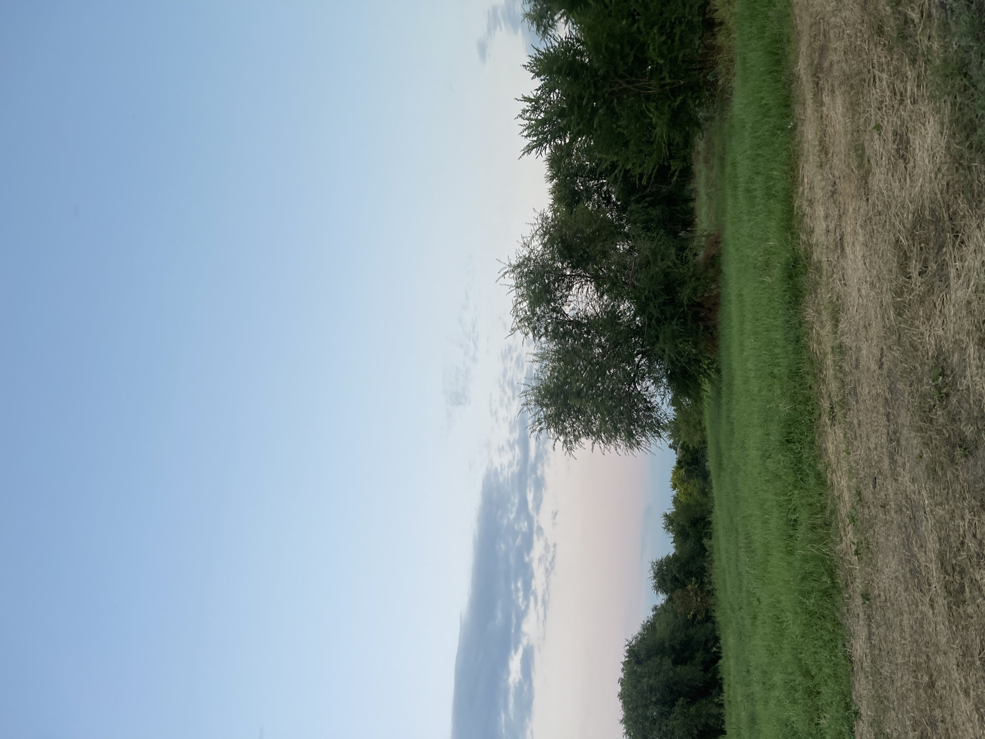 The image depicts a natural landscape with a clear sky transitioning into pale pink and blue hues near the horizon. A line of dark green trees stretches across the middle ground, with a few taller, more prominent trees in the foreground. The foreground is characterized by a grassy field, with patches of dry, matted vegetation at the very bottom of the frame. The scene appears to be a rural or undeveloped area, possibly on the outskirts of the city of Donskoye, Russia, during either sunrise or sunset given the sky's coloration. There are no people or animals visible in the image, and no discernible structures or human activity.