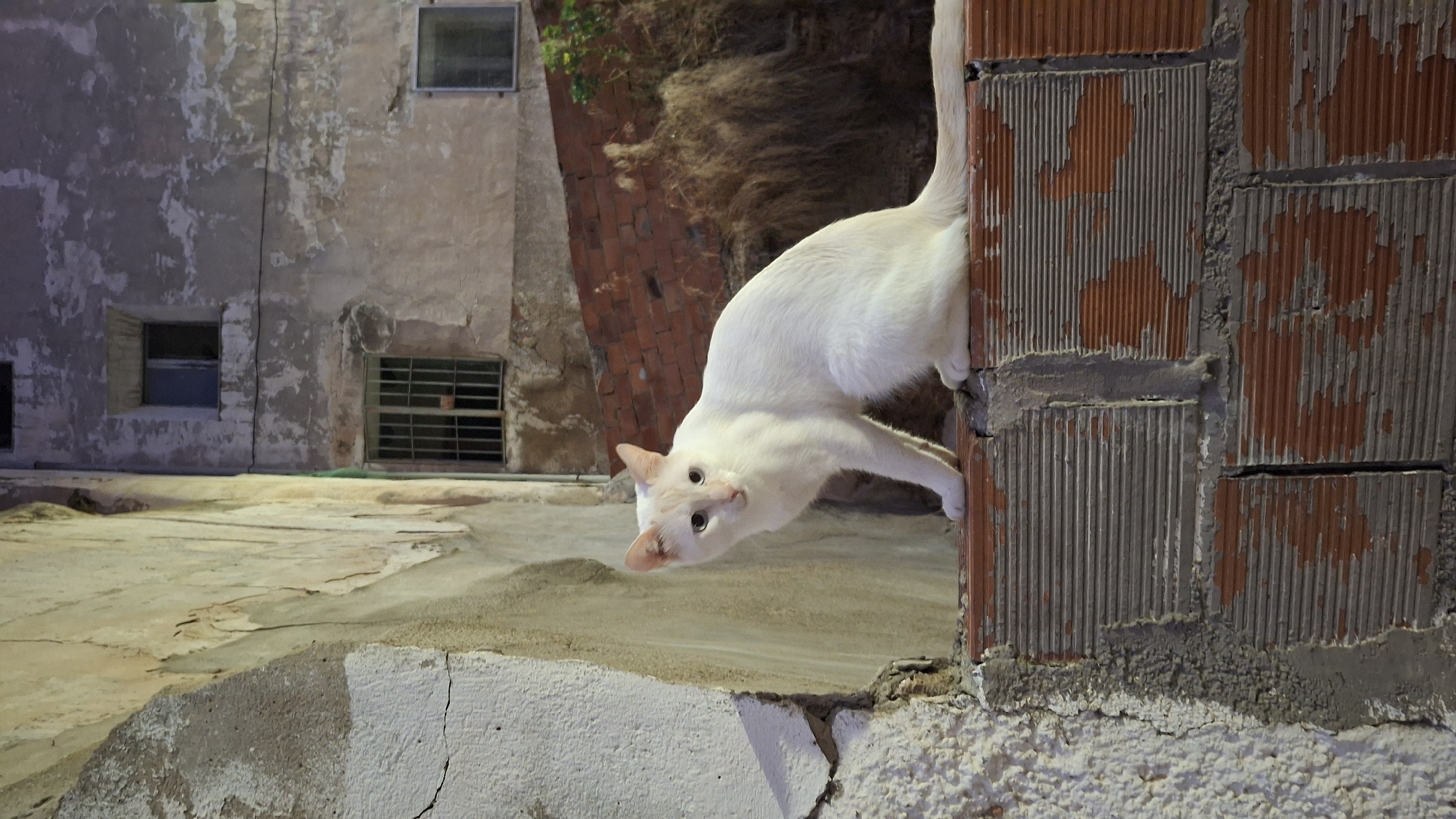 A white cat with pale blue eyes is perched on a brick wall. The cat is looking towards the viewer, with its body angled to the right. The wall is made of reddish-orange bricks with grey mortar, and some of the bricks appear to be weathered or chipped. Behind the cat, a textured, pale yellow wall is visible, with some areas of peeling paint. Further in the background, a dilapidated building with multiple windows is present. One window on the upper level has bars, and another on a lower level also appears to be barred. The overall setting suggests an urban environment, possibly an alleyway or courtyard in the town of Híjar, Spain, given the architectural style. The lighting is dim, indicating it might be dusk or nighttime.