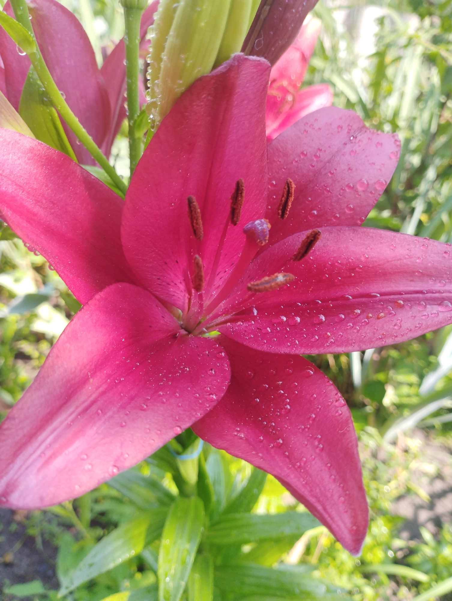 This is a close-up, vertically oriented photograph of a vibrant pink lily in bloom. The lily's petals are large and fanned out, with a few dew drops clinging to their surfaces, suggesting recent rain or morning dew. The stamens of the lily, dark brown with pollen, are visible in the center of the bloom. Behind the main flower, other parts of the lily, including stems and unopened buds, are visible, along with lush green foliage. The background is softly blurred, indicating the focus is entirely on the flower. The lighting suggests it is daytime, possibly morning or late afternoon due to the soft light and dew. The scene appears to be an outdoor garden setting, with the location context provided as Baryshivka, Ukraine. There is no visible text in the image.