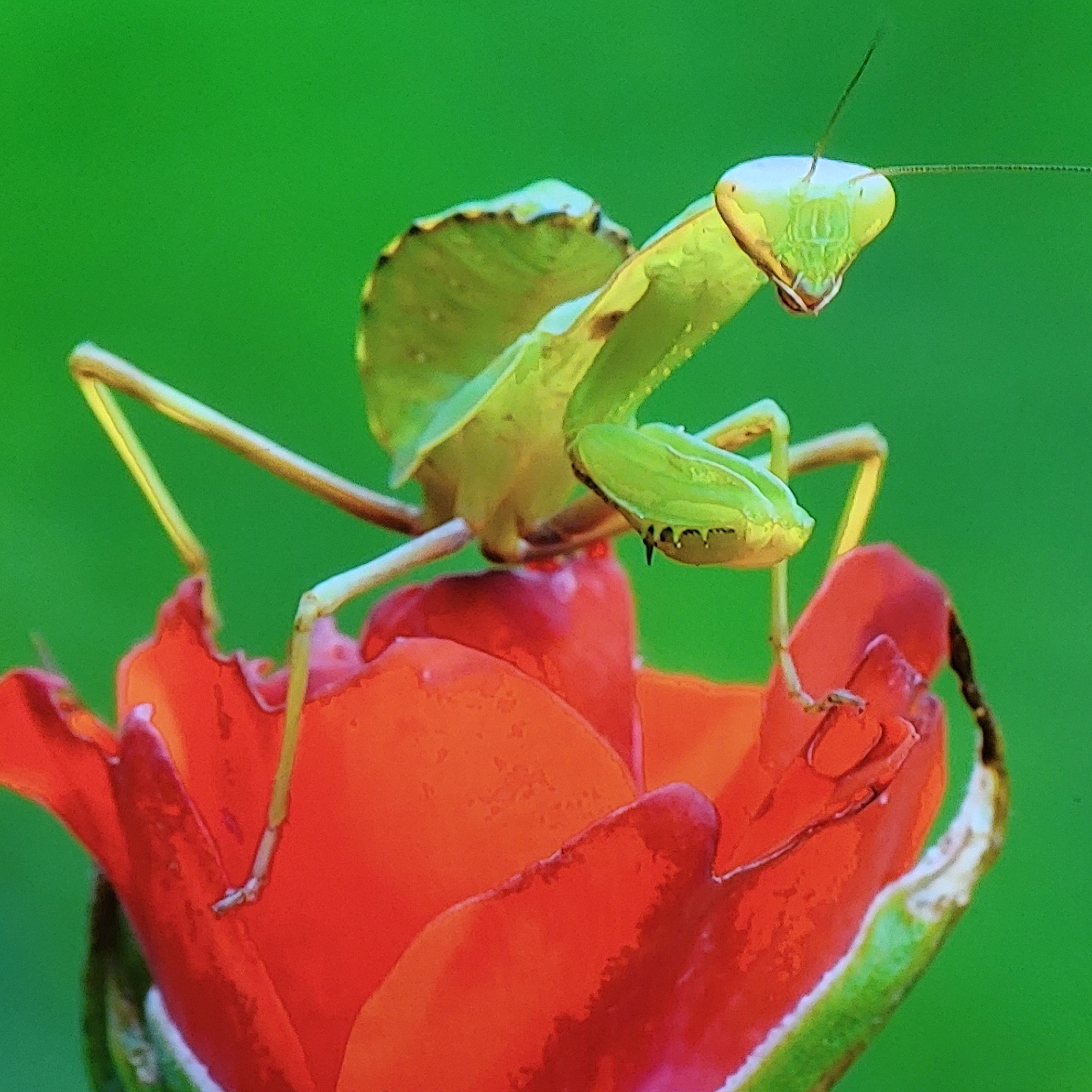 A praying mantis is perched atop a red flower, likely a rose, against a solid green background. The mantis is light green, with prominent antennae and folded forelegs. The flower is in full bloom, with tightly packed petals. The image appears to be a close-up studio shot. It does not portray a scene in Yerevan, Armenia.
