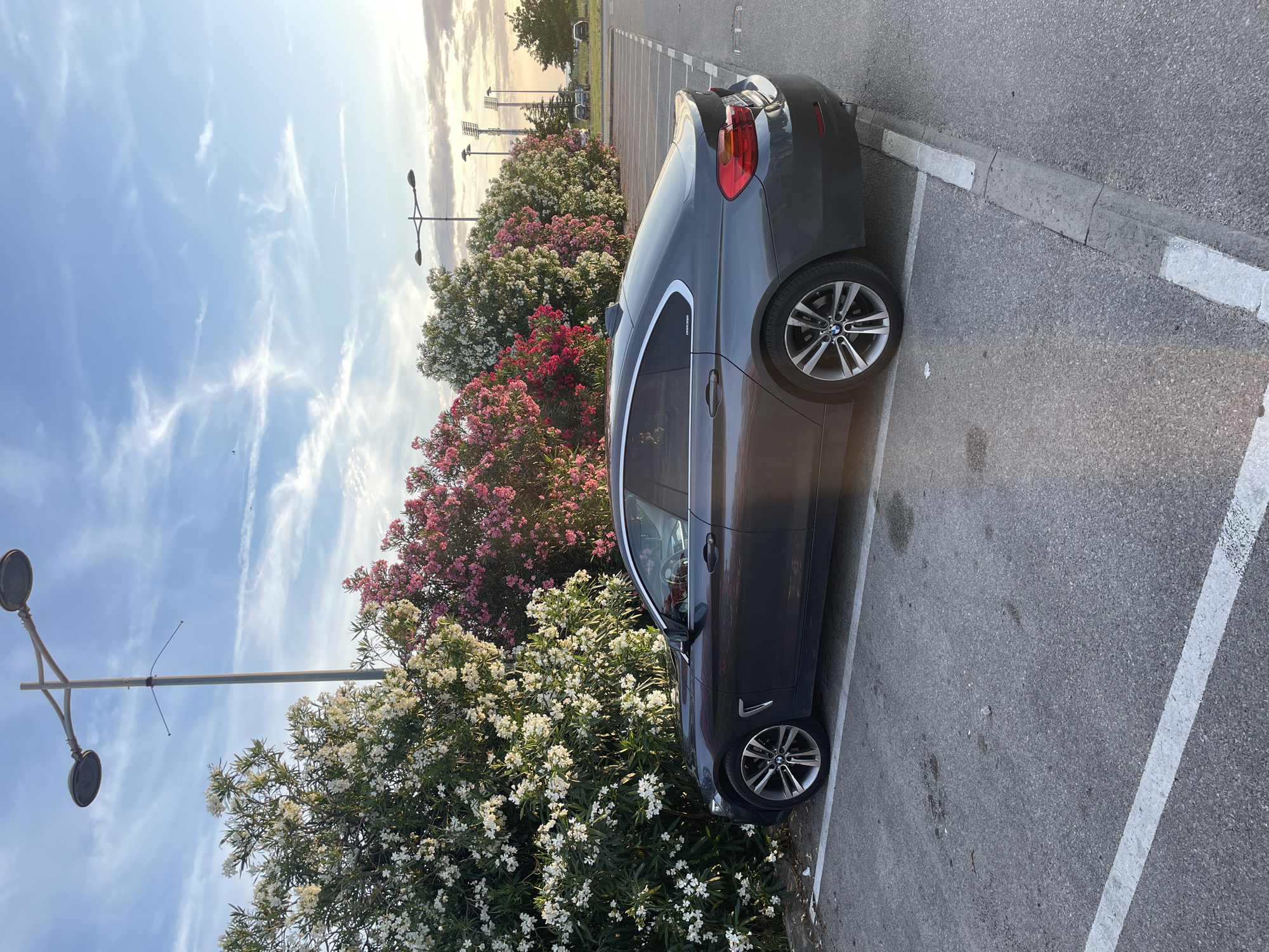 A dark grey four-door coupe, identified as a BMW, is stationary in an asphalt parking lot in Bar, Montenegro. The vehicle is positioned within painted white parking lines, with its right side against a low concrete curb. No occupants are visible. Behind the car, a dense row of flowering Oleander shrubs extends horizontally; the section directly behind the vehicle is white-flowered, transitioning to vibrant pink and red flowers further to the right. A tall street lamp with two circular fixtures is visible behind the white shrubs on the left. In the background to the right, a sequence of multi-fixture stadium-style light poles is present. The sky above is a light blue with scattered cirrus clouds, exhibiting a faint orange hue on the right horizon, consistent with late afternoon or early evening lighting. Further into the distance on the right, additional parked vehicles and trees are discernible. The asphalt surface displays minor stains and small pieces of debris.