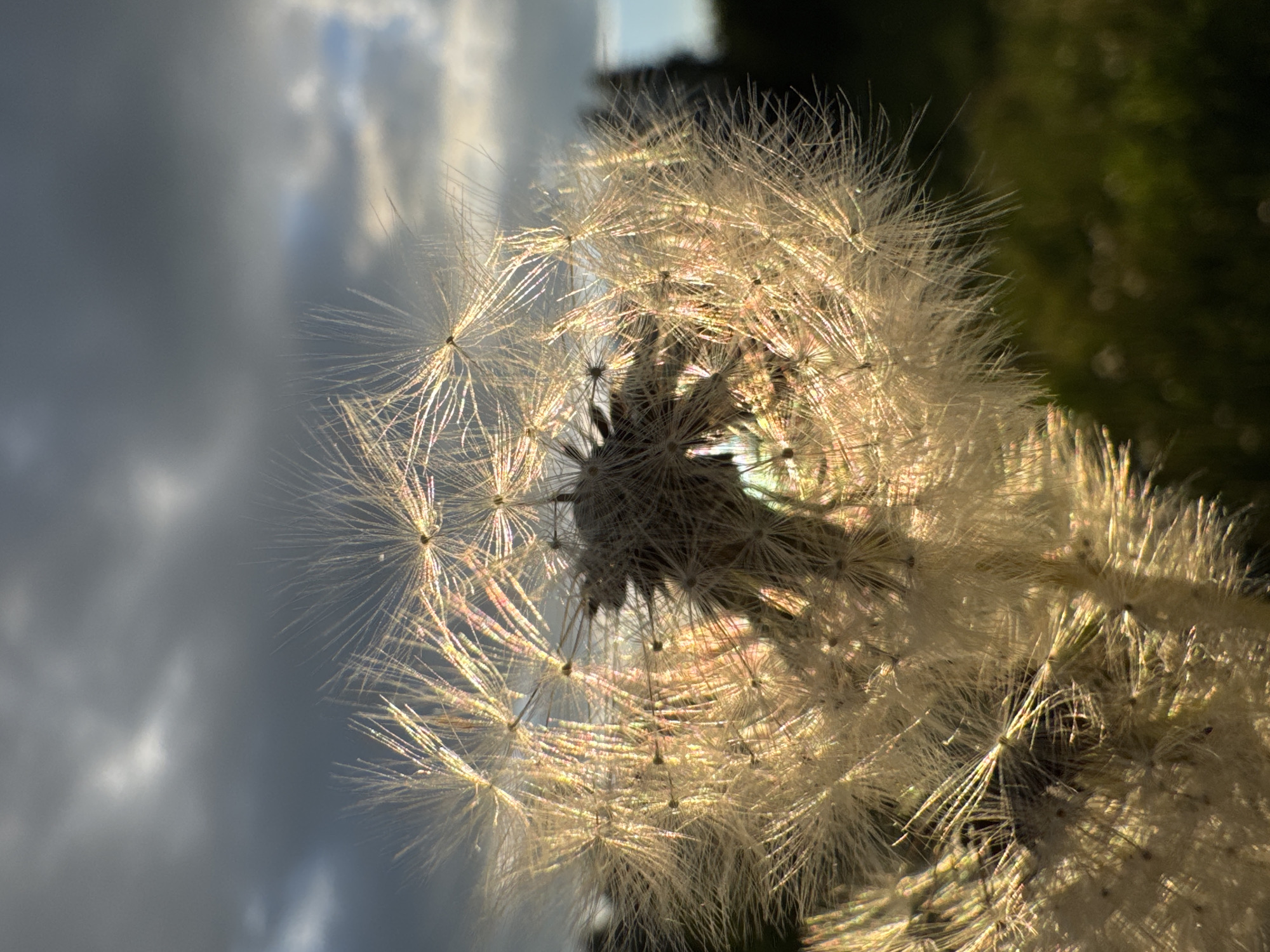 A close-up, vertical shot captures the intricate detail of a fully mature dandelion seed head, also known as a blowball. The dandelion dominates the central and right side of the frame, rendered in sharp focus. Its delicate, feathery pappus structures, which carry the seeds, are brilliantly backlit by a golden light, likely from the sun. This backlighting creates a radiant halo effect around each individual parachute, highlighting their fine hairs and semi-transparent quality. The central part of the seed head appears darker in silhouette against the bright light, showcasing its complex structure.
The background is softly blurred. To the left and upper side, a partly cloudy sky is visible, with patches of bright light suggesting sunlight piercing through the clouds. The colors in the sky range from soft grays and blues to brighter whites where the sun's rays are most intense. To the right and lower side of the image, the background transitions to a dark, out-of-focus green, indicative of distant foliage or trees.
The warm, golden light illuminating the dandelion suggests that the photograph was taken either during sunrise or sunset, creating a serene and ethereal atmosphere. No specific activity is taking place, but the image beautifully captures a moment of natural elegance and the delicate structure of the plant. There is no visible text in the image. This scene is set outdoors in a natural environment, specifically in Старое Шигалеево, Russia.