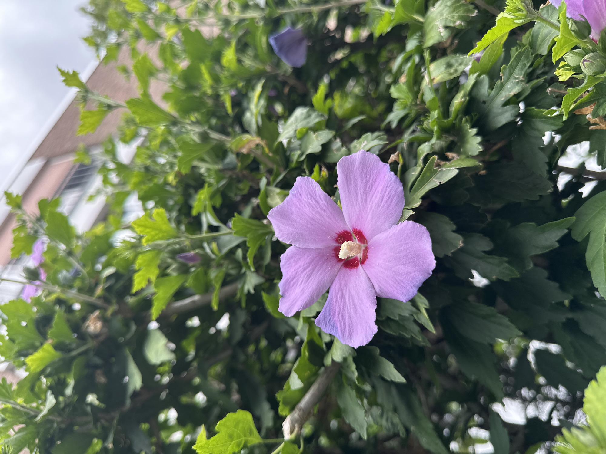 A close-up, eye-level shot features a single, prominent light purple hibiscus flower in the foreground, centered within the frame. The flower displays five delicate petals, each with a slightly darker purple hue near the edges, surrounding a bright red center with a cluster of yellow stamens. The flower is nestled amongst lush, dark green foliage, which fills the majority of the image and creates a soft, blurred background. To the upper right, a portion of a building with salmon-colored bricks and a white trim is visible, suggesting an urban setting. The sky appears overcast and grey. The scene is devoid of any human presence.