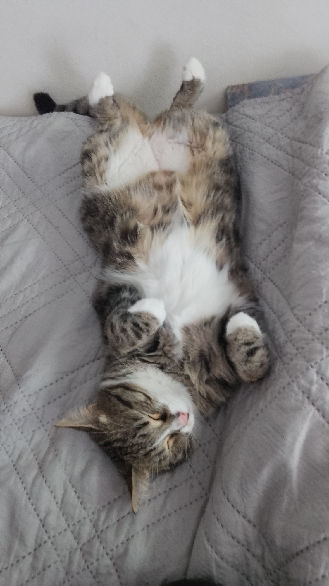 A tabby cat is lying on its back on a gray quilted blanket. The cat has a white belly and white paws. It is sleeping with its eyes closed. The background is a plain wall. The location in Yambol, Bulgaria is unknown from the image.