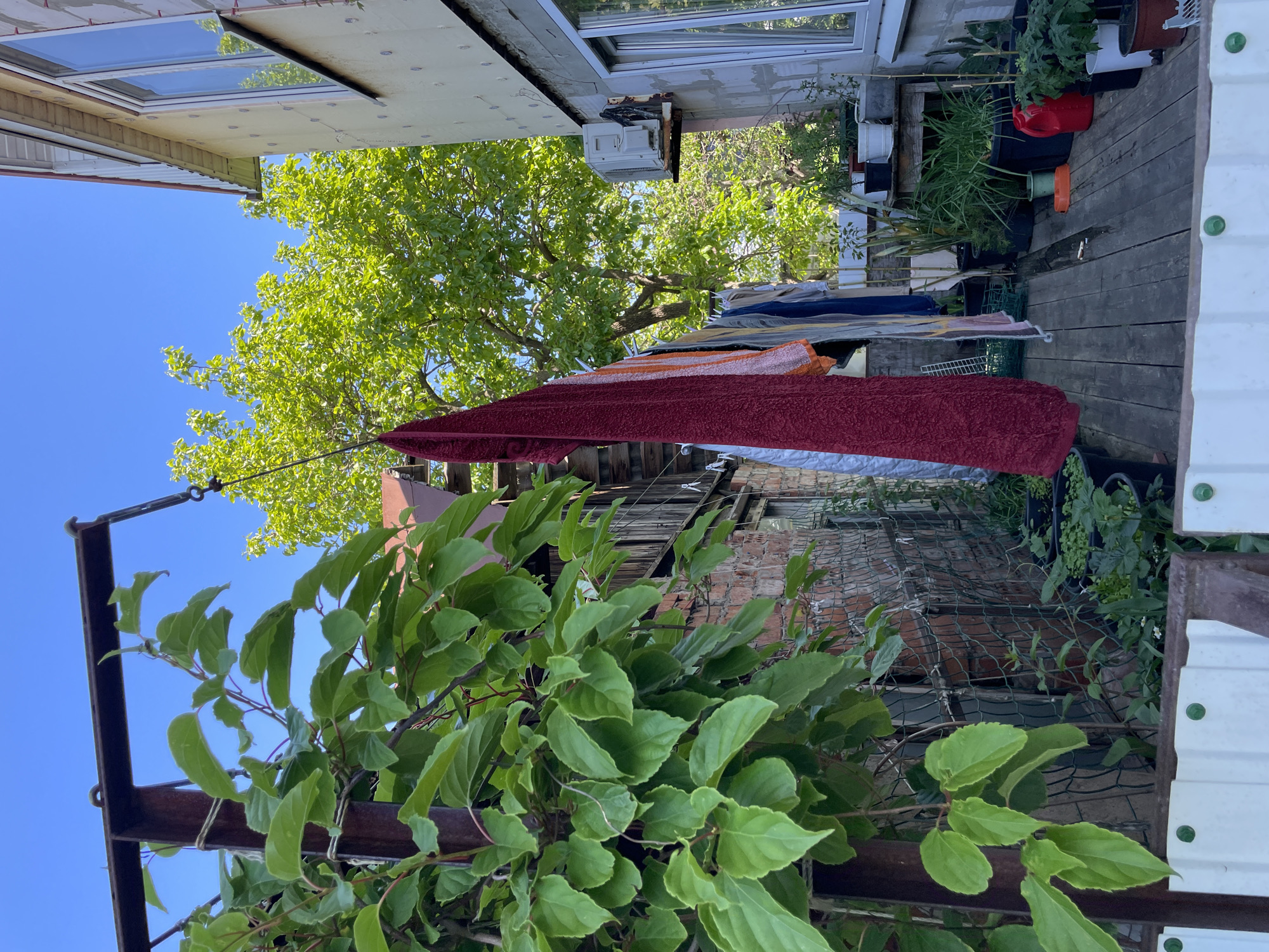 The image, taken from what appears to be a balcony or elevated platform in Olginka, Russia, shows a cluttered outdoor space. In the foreground, a leafy green plant climbs a metal structure. Behind this, laundry is hanging on a clothesline, including towels of various colors and patterns. Beyond the laundry, there's a wooden deck area where several potted plants are arranged. A brick structure with netting partially obscures the view further back. Above, the eaves of two buildings frame the scene; one appears to be undergoing construction with exposed insulation, and the other has a window and an air conditioning unit. A tree with bright green leaves is visible through the space between the buildings. The sky is blue and cloudless.