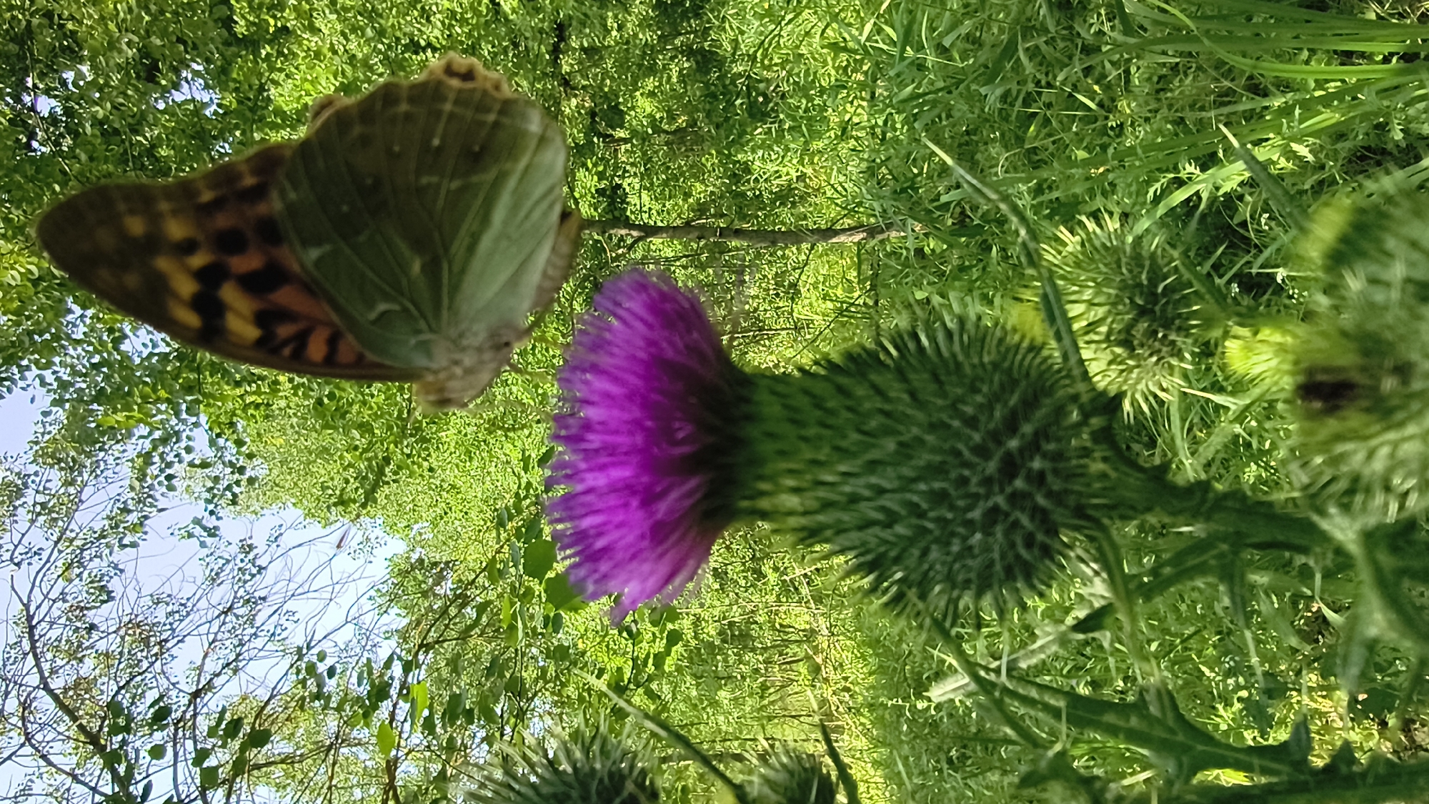 An extreme low-angle, full shot captures a thistle flower in sharp focus, its vibrant purple bloom contrasting with the blurred green background. Above the flower, a butterfly is perched, its wings partially closed and displaying a pattern of orange, black, and yellow markings. The butterfly is out of focus, with its hind wings showing a pale green color. The environment is lush and green, with trees and foliage creating a natural setting. The lighting suggests it is daytime, with sunlight filtering through the leaves. The image is taken at ground level, emphasizing the thistle and the butterfly. There are no people present in the scene.