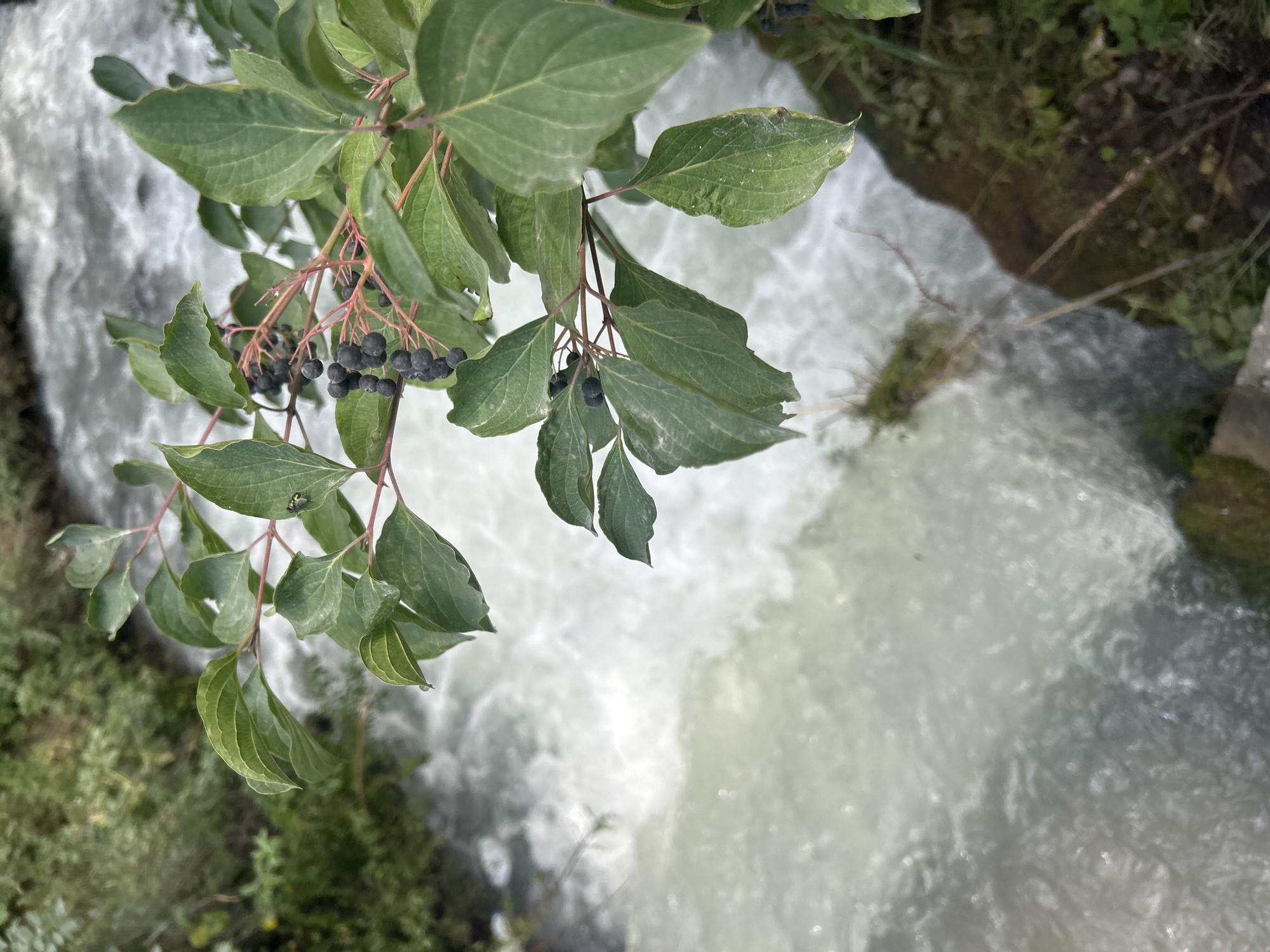 In the city of Kara-Jygach, Kyrgyzstan, a close-up shot focuses on a branch of a plant with dark berries and green leaves, positioned in the foreground. The branch extends from the right side of the frame, with some leaves obscuring the view of the turbulent, white water of a river in the background. The river appears to be flowing rapidly over rocks and vegetation. The overall impression is one of natural scenery.