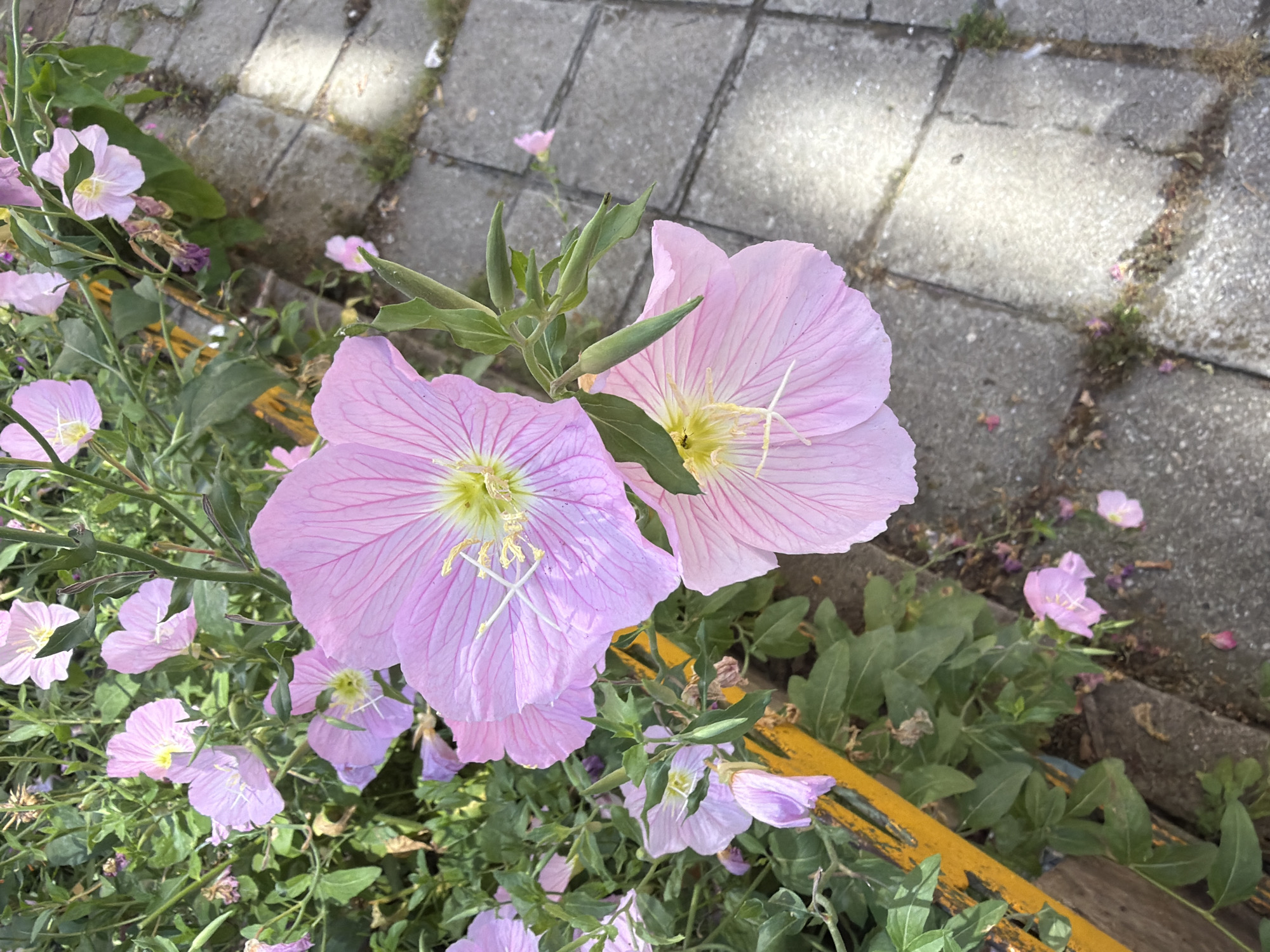 The image shows a close-up of several pink flowers with yellow centers, possibly evening primroses, growing alongside a paved walkway. The flowers are in various stages of bloom, with some fully open and others still budding. Green leaves and stems are interspersed among the flowers, and a bright yellow bar or railing is visible along the left side of the frame. The walkway appears to be made of concrete pavers, with some moss and grass growing between the cracks. The lighting suggests it is daytime, with shadows cast on the paving stones. The scene is likely an outdoor urban setting, possibly a park or garden area in Burgas, Bulgaria. There are no people visible in the image.