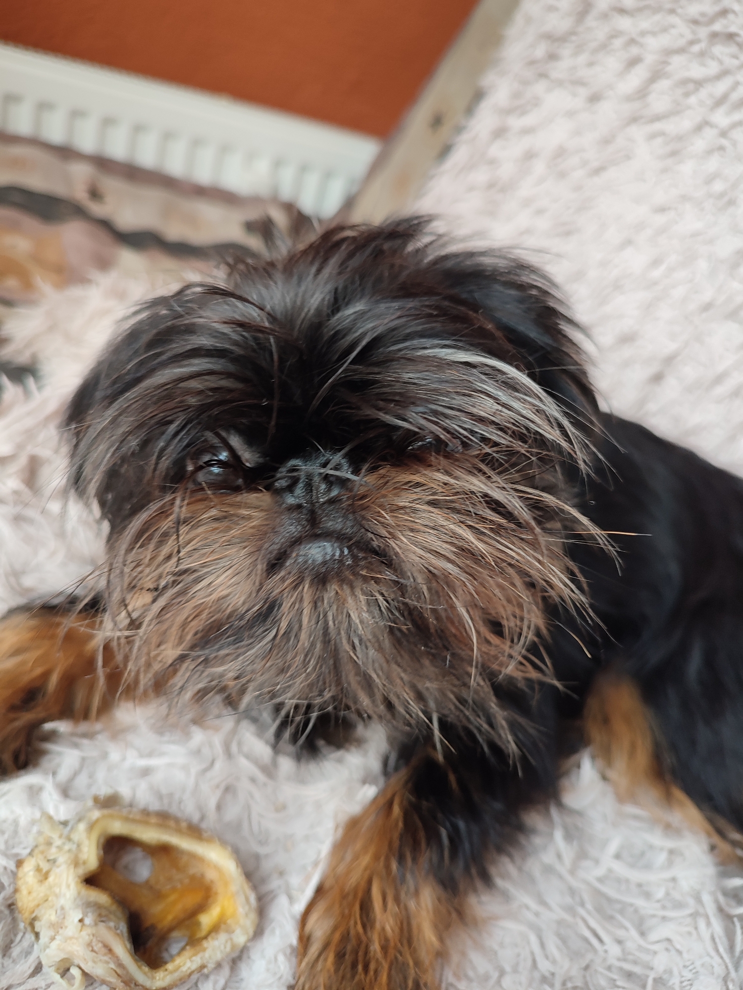 A black and tan Brussels Griffon dog with long, shaggy fur and a prominent beard lies on a fluffy, light-colored blanket. A dog treat, appearing to be a dried ear, is positioned to the left of the dog. In the background, a white radiator is visible against an orange wall, suggesting an indoor domestic setting. The image is a close-up shot, focusing on the dog's face and upper body. The environment does not contain any elements that can be used to determine the specific location of Murino, Russia.