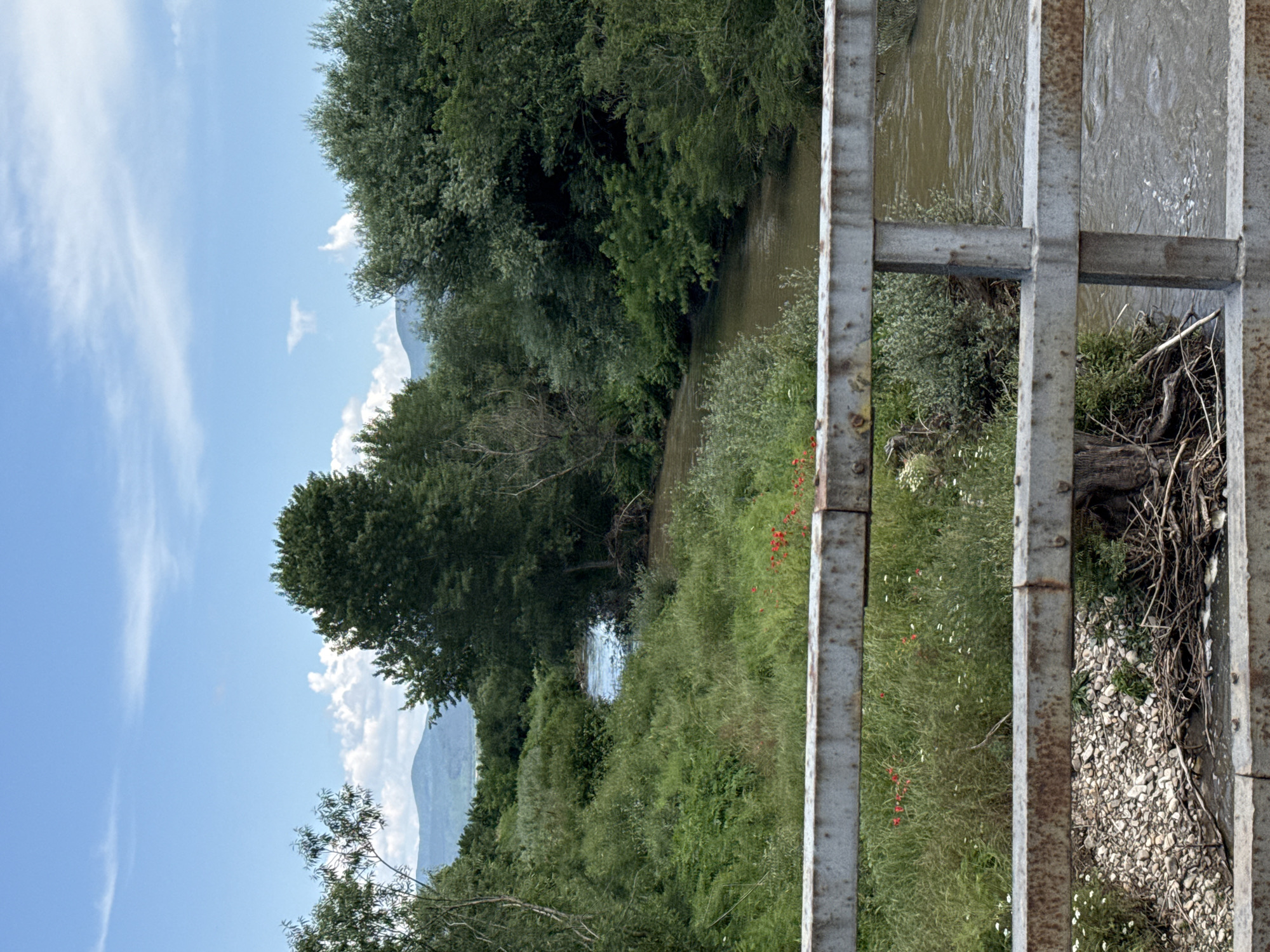 The image displays a natural landscape featuring a river and dense vegetation, viewed from a bridge in Vetren, Bulgaria. In the foreground, a weathered, rusty metal bridge railing, comprising two horizontal bars and a vertical support, occupies the lower portion of the frame. Directly behind the railing, on the left bank, is a concentration of green grass and foliage, interspersed with small red flowers, consistent with poppies, and scattered white wildflowers. Below the railing, the riverbank is composed of light-colored pebbles and exposed tree roots or branches. The river, flowing from left to right, exhibits a murky brownish-green hue with visible ripples and patches of foam, indicating water movement. Both river banks are densely covered with a variety of green trees and thick shrubs. In the background, a distant mountain range, appearing hazy blue-grey, is visible under a clear blue sky. The sky features scattered white, wispy clouds and some more distinct cumulus formations. The scene is brightly illuminated, suggesting a late morning or early afternoon during a warm season. No individuals or specific human actions are discernible within the frame.
