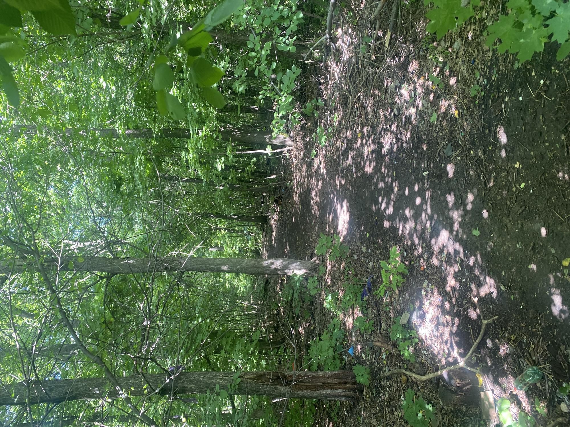 A dirt path winds through a dense forest with tall trees and lush green foliage. Sunlight filters through the leaves, creating dappled shadows on the path and the forest floor. The ground is covered with fallen leaves, twigs, and some scattered pieces of blue and purple plastic litter, suggesting human presence. The overall impression is one of a natural, overgrown area within a city park or a natural reserve. The location is not specified in the image and cannot be determined.