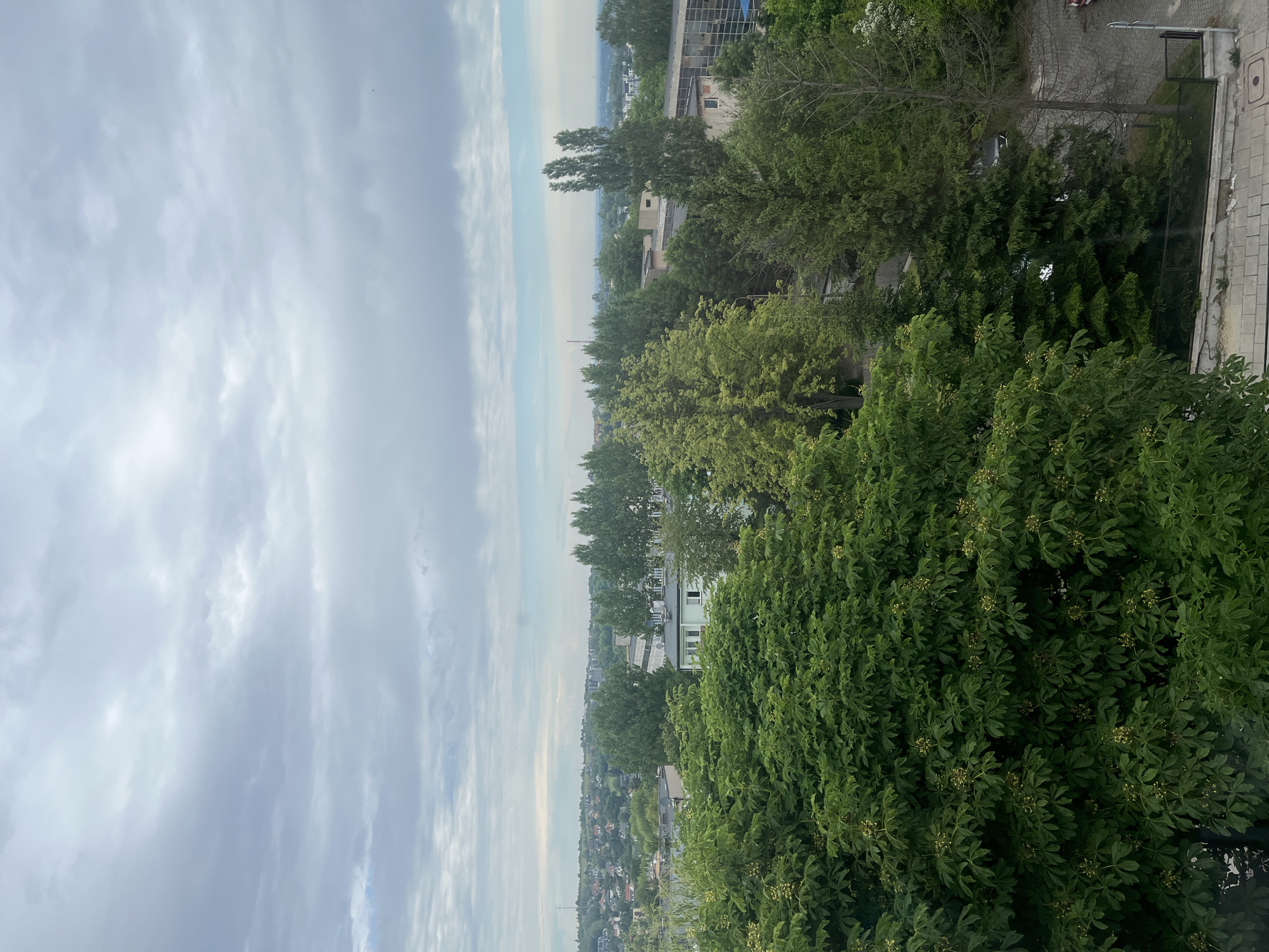 The image presents an elevated, wide-angle view of an urban landscape under an overcast sky. The foreground is dominated by dense, vibrant green foliage from a large deciduous tree, possibly a Horse Chestnut, with visible clusters of small, pale yellow-green developing flowers or fruit.
In the midground, a mixed canopy of various green trees, including both broadleaf and coniferous species, obscures much of the ground level. Interspersed among the trees are several buildings. To the left-center, a light green building with a white trim and rectangular windows is partially visible. Towards the right, other structures with flat or low-pitch roofs, some appearing to be concrete or industrial in nature, are present; one building features a section with large glass panes. A paved surface, possibly an access road or parking area, is visible through gaps in the trees on the right side, with a dark-colored vehicle partially discernible. A short metal fence lines the edge of a paved area in the lower right, next to a concrete curb.
The background reveals a sprawling residential area characterized by numerous houses with varied roof colors, including red, grey, and brown, interspersed with green patches of trees and vegetation. On a distant hill to the left, a tall, slender cross structure is prominently visible. Further on the horizon, the urban spread extends into a hazy distance, where a faint industrial chimney or stack can be seen on the far right. The sky overhead is heavily overcast, filled with various shades of light grey and white clouds, indicating a uniformly cloudy day. No people are visible within the frame. The overall impression is of a verdant city or town scape viewed from an elevated position on a cloudy day in late spring or early summer.