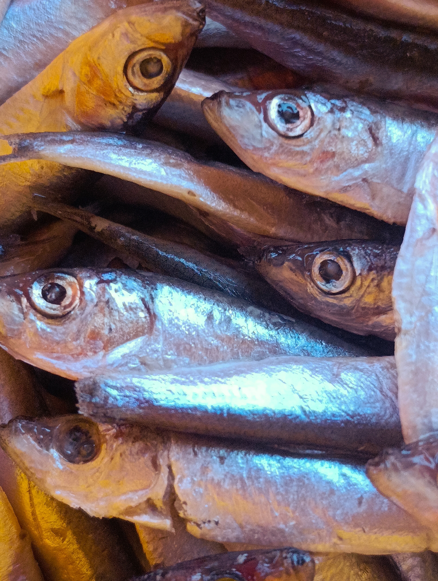 The image shows a close-up of a pile of small, silver-colored fish. The fish are overlapping and appear to be lying flat. Each fish has a visible eye. Some fish appear yellowish in color, while others are silver. The context of Shiroko pole, Bulgaria, is unknown.