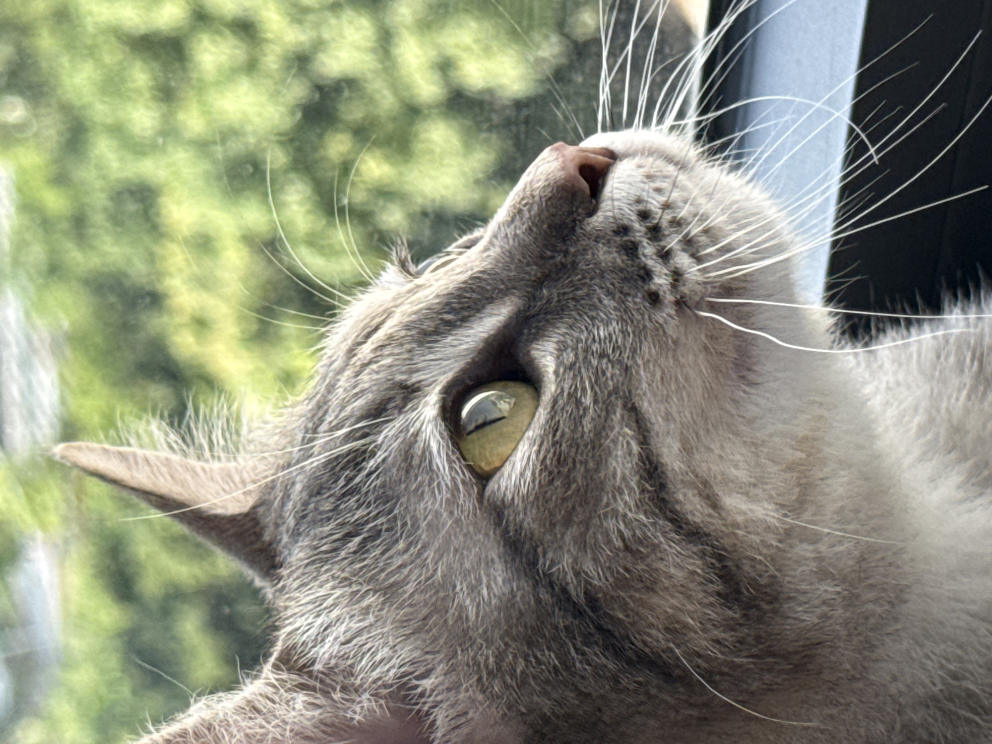 A close-up, profile view of a grey tabby cat's face as it looks out a window. The cat's fur is a mix of grey and darker grey stripes. Its left eye, a striking yellow-green, is clearly visible, with a dark pupil reflecting light. The cat's nose is a pinkish-brown color. Long, white whiskers fan out from its muzzle. The background is softly blurred, showing green foliage and what appears to be a window frame. The cat is positioned in the foreground, filling most of the frame, with its head turned to the right. The image is a photograph, likely taken indoors looking outwards.