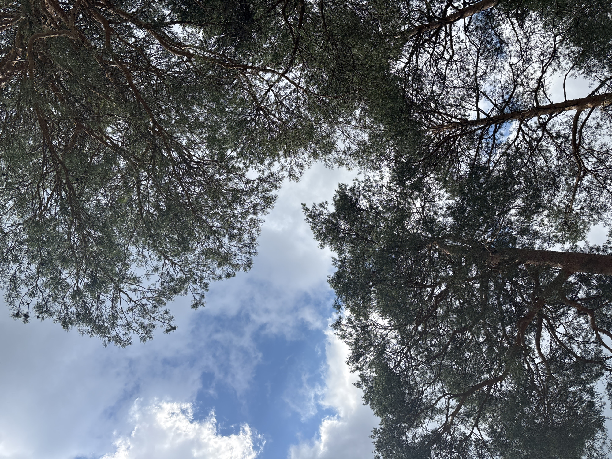 The image shows an upward view of tall pine trees against a cloudy blue sky. The branches of the trees are dense with dark green needles, obscuring parts of the sky. The overall impression is of a forest canopy viewed from below, with patches of sky visible through the foliage. The location is described as being in the city of Kurgan, Russia, though specific landmarks are not visible.