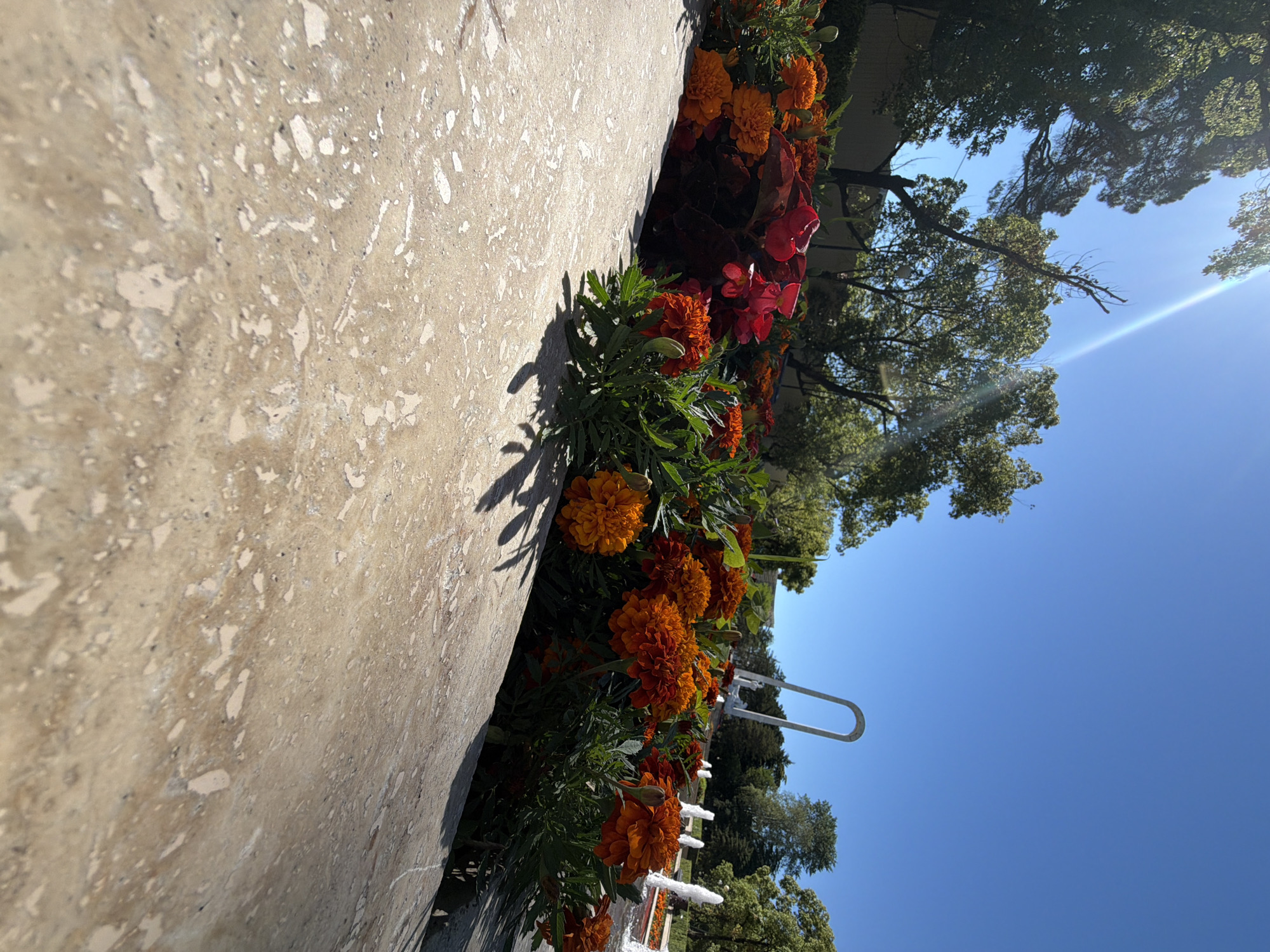 This image depicts a low-angle, sun-drenched view of a flower bed overflowing with vibrant orange marigolds and some deep red foliage. The flowers are lush and in full bloom, casting shadows on the textured, light-colored stone surface in the foreground. In the background, a clear blue sky is visible, with the sun creating a noticeable lens flare. Beyond the flowers, trees provide a green backdrop, and a stylized white arch sculpture is prominent. To the far right, several small fountains with water spraying upward are visible, suggesting a park or public garden setting. The overall impression is one of a bright, cheerful outdoor scene, likely in a well-maintained public space. The description does not include any information about the city of Sochi, Russia.