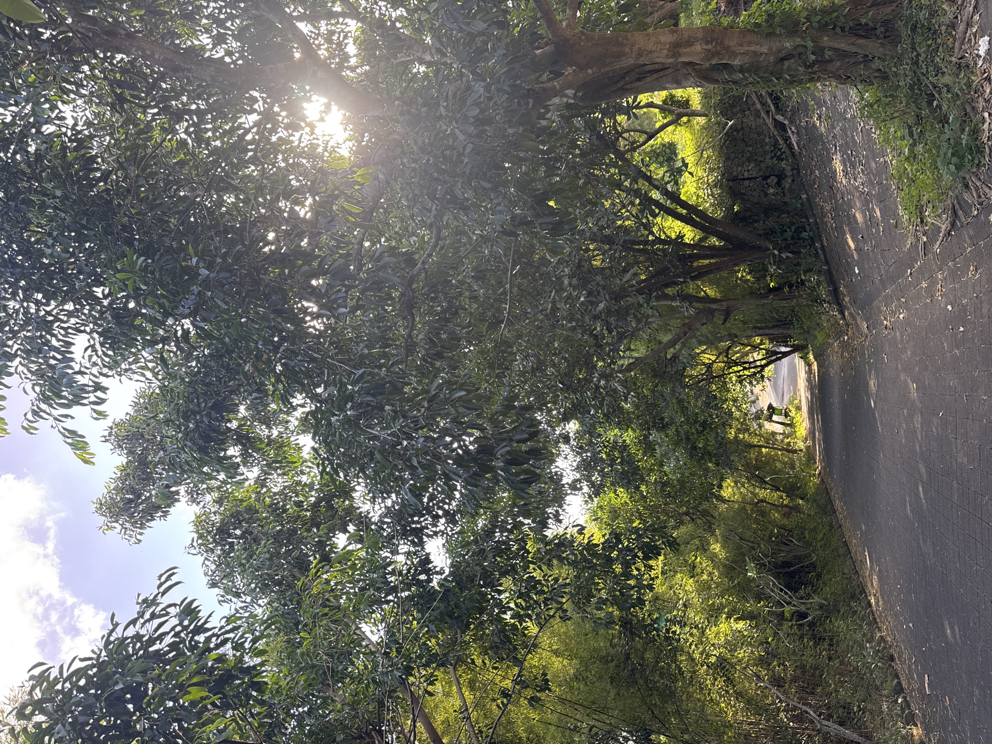 The image shows a road in Kuta Selatan, Indonesia. The road is paved with dark grey rectangular blocks and is flanked by dense vegetation. Trees with thick foliage overhang the road, forming a partial canopy. Sunlight filters through the leaves, creating a dappled effect. The trees appear to be a mix of mature specimens and younger growth. The perspective is from the side of the road, looking down its length. A light-colored vehicle is visible in the distance at the end of the road. The overall impression is that of a shaded, natural pathway within a tropical environment.