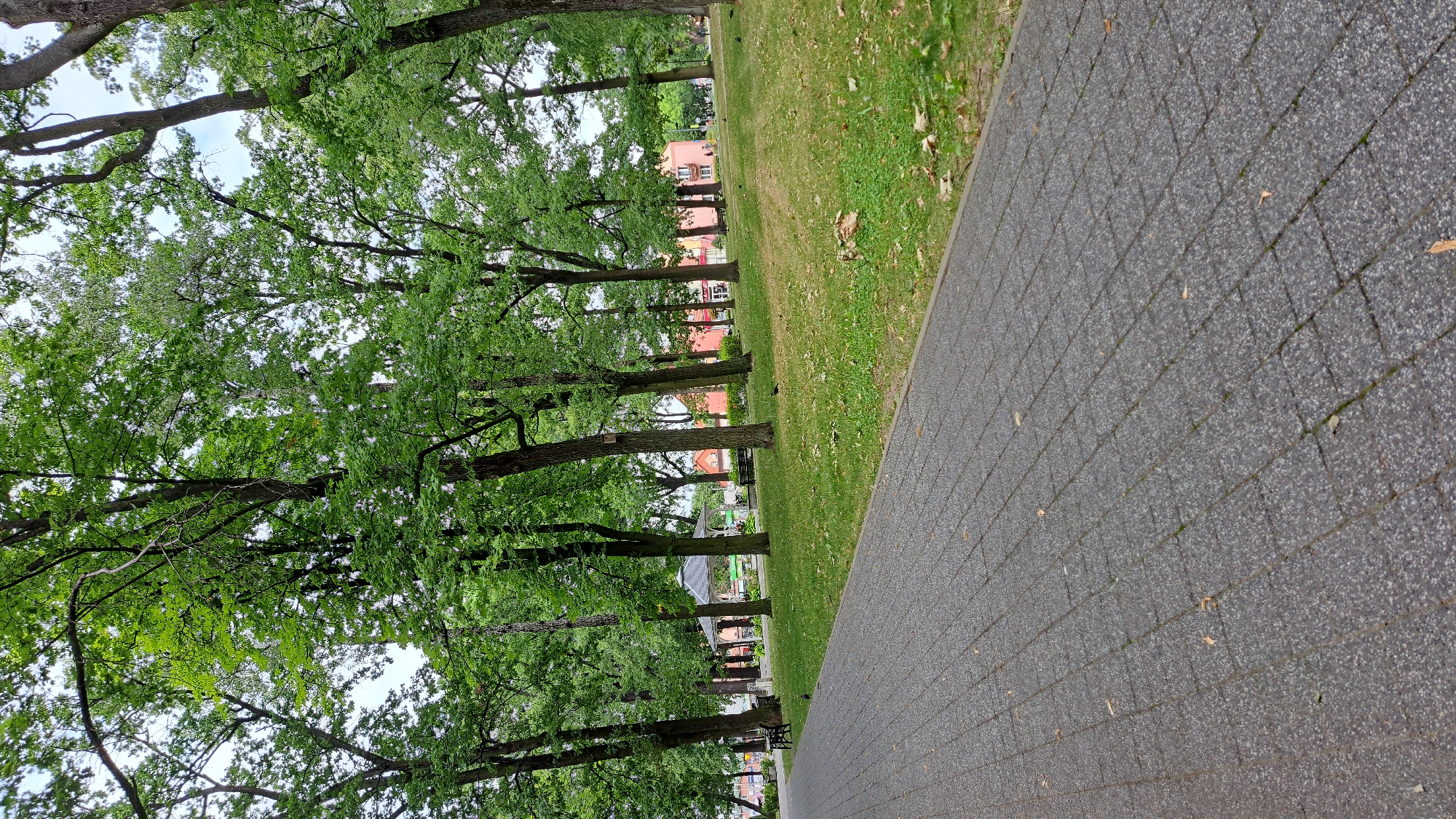 The image depicts a paved walkway in a park in Krosno Odrzańskie, Poland. The walkway, made of grey interlocking pavers, is in the foreground and extends into the distance. To the right of the walkway is a grassy area with scattered leaves. In the background, several large trees with green foliage line the park. Beyond the trees, a white gazebo or pavilion is visible, along with buildings and a few people walking. The scene appears calm and unpopulated.