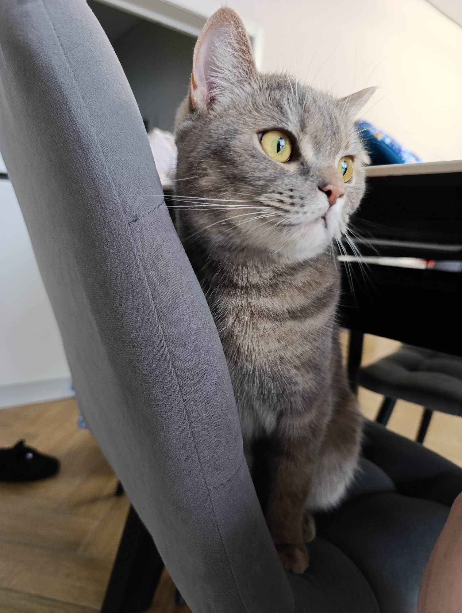 A gray tabby cat with yellow eyes sits on a gray chair. The chair has a high back and armrests. The cat is positioned on the seat, leaning against the armrest. A black shoe is visible on the floor to the left of the chair. The background includes a wooden floor and a table with various objects on it. There is no information to infer the location in the city of Chaikovsky, Russia.