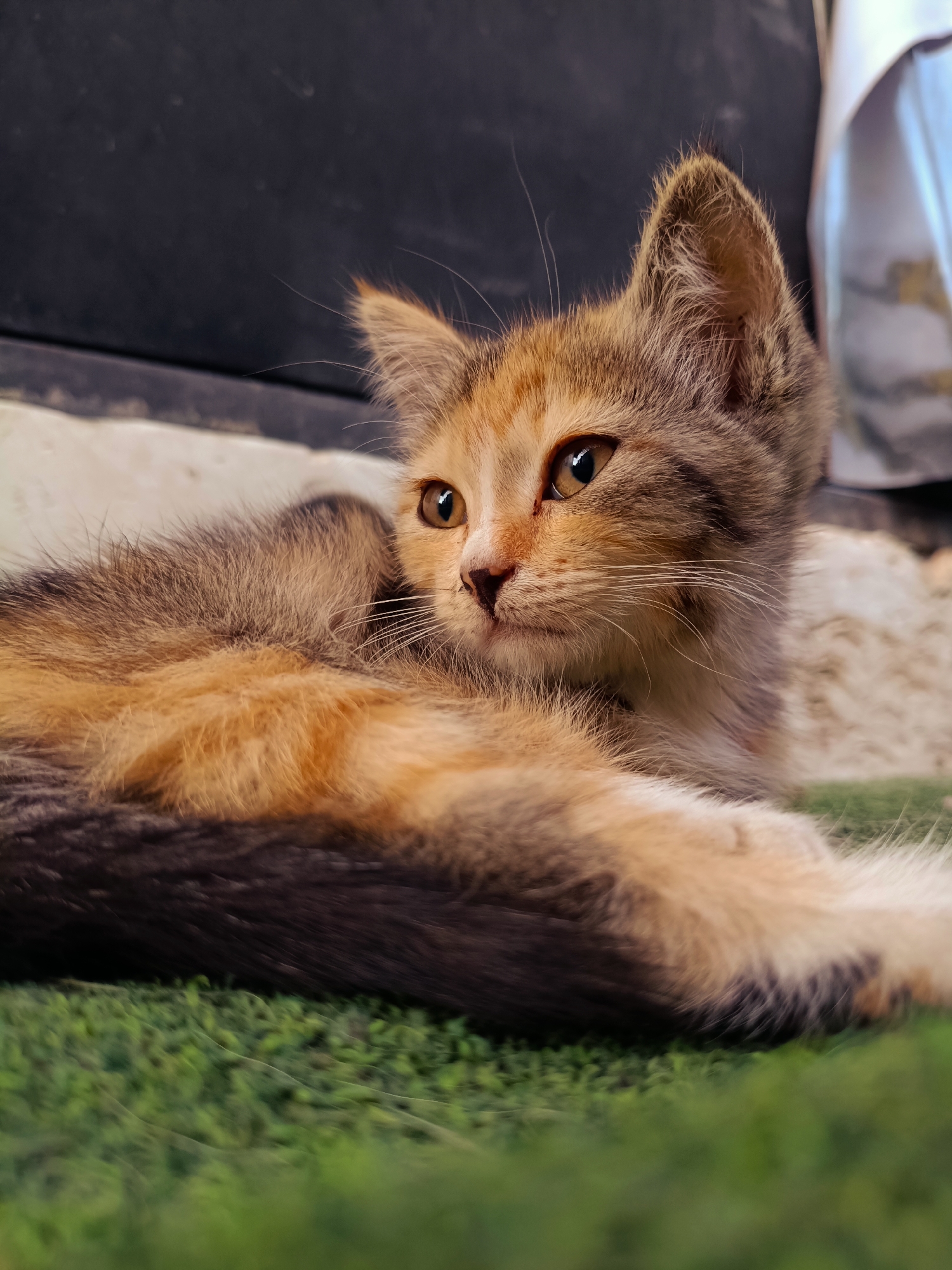 An adult calico cat with ginger, brown, and black markings reclines on artificial green grass. The cat is positioned facing right, with its head turned towards the viewer. Its large, amber eyes are open and alert, and its whiskers are fanned out. The cat's body is curled, with its front paws tucked underneath. In the background, a dark, textured surface is visible, along with a white and light blue object that appears to be fabric. The scene is outdoors, possibly in a yard or patio area, in Tash-Dobo, Kyrgyzstan.