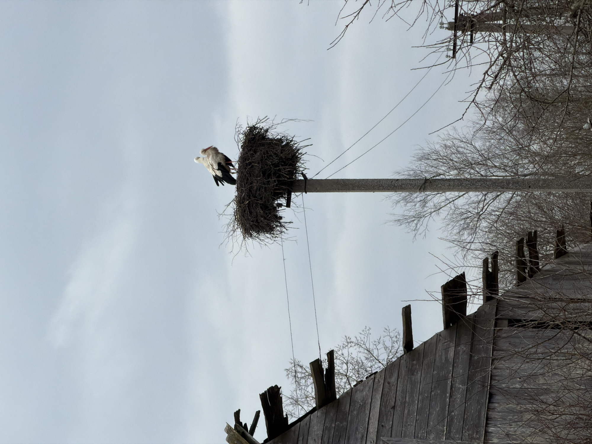 A White Stork perches on the edge of its nest, which is atop a utility pole. Bare branches and power lines appear above the nest. Below, the edge of a dilapidated wooden structure is visible. The sky is overcast. The location is Syrkovitsy, Russia.